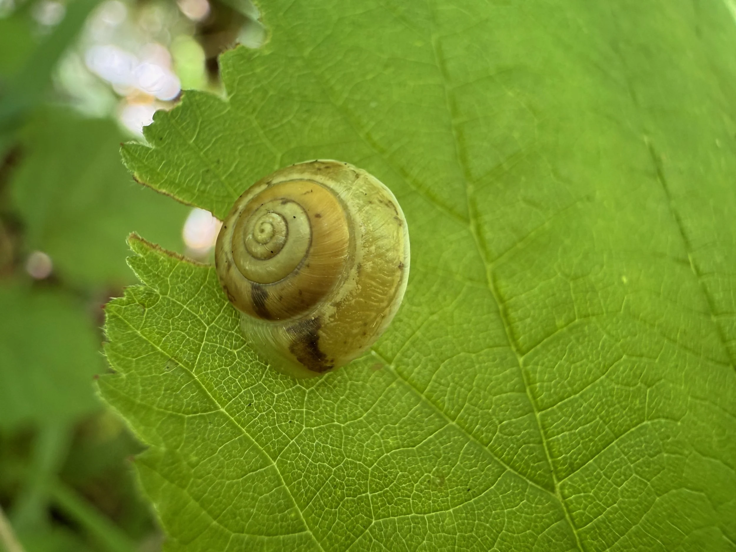 insektencamp_dornbirn_mark_benecke_oesterreichische_entomologische_gesellschaft_vorarlberg - 68.jpeg