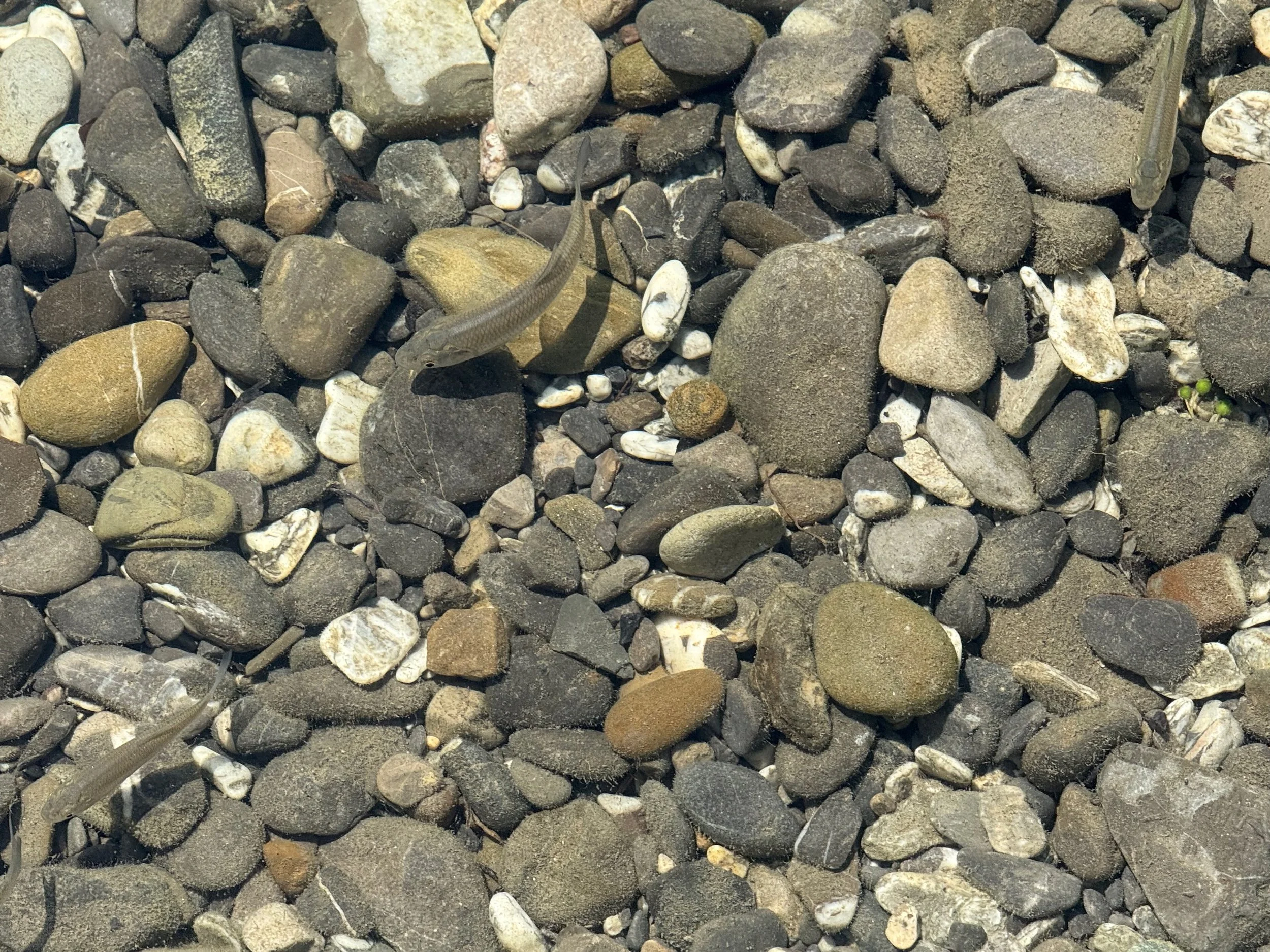 insektencamp_dornbirn_mark_benecke_oesterreichische_entomologische_gesellschaft_vorarlberg - 65.jpeg