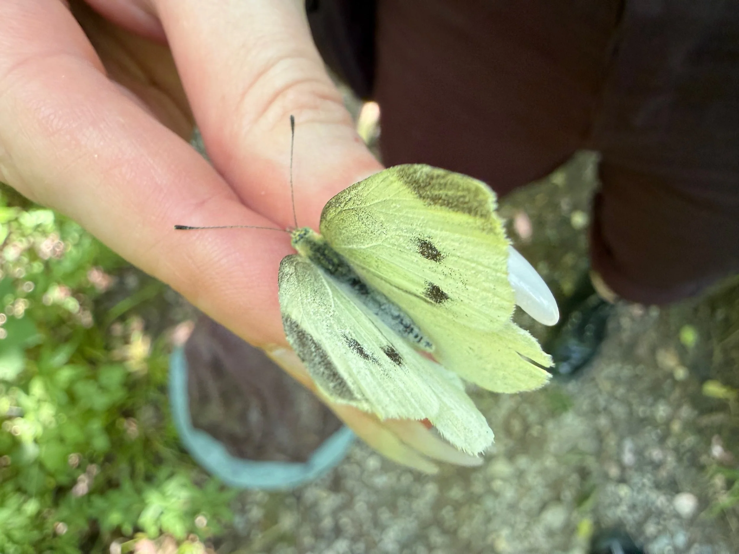 insektencamp_dornbirn_mark_benecke_oesterreichische_entomologische_gesellschaft_vorarlberg - 59.jpeg