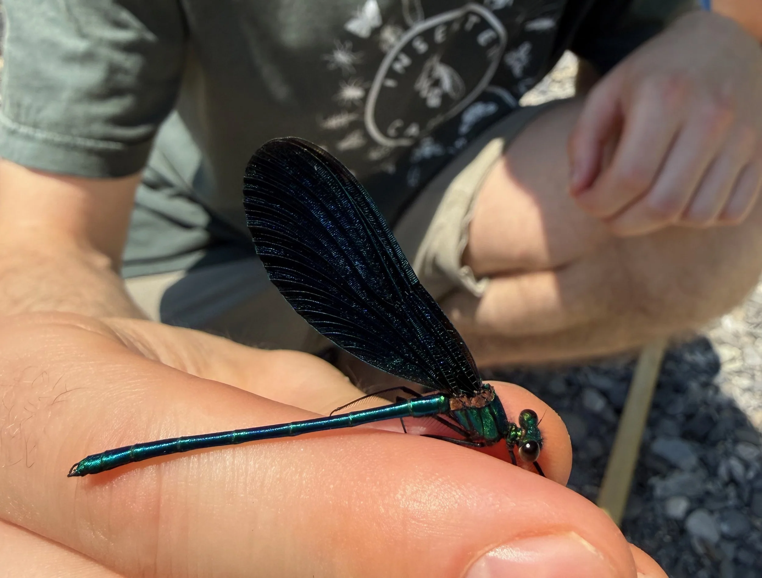 insektencamp_dornbirn_mark_benecke_oesterreichische_entomologische_gesellschaft_vorarlberg - 60.jpeg