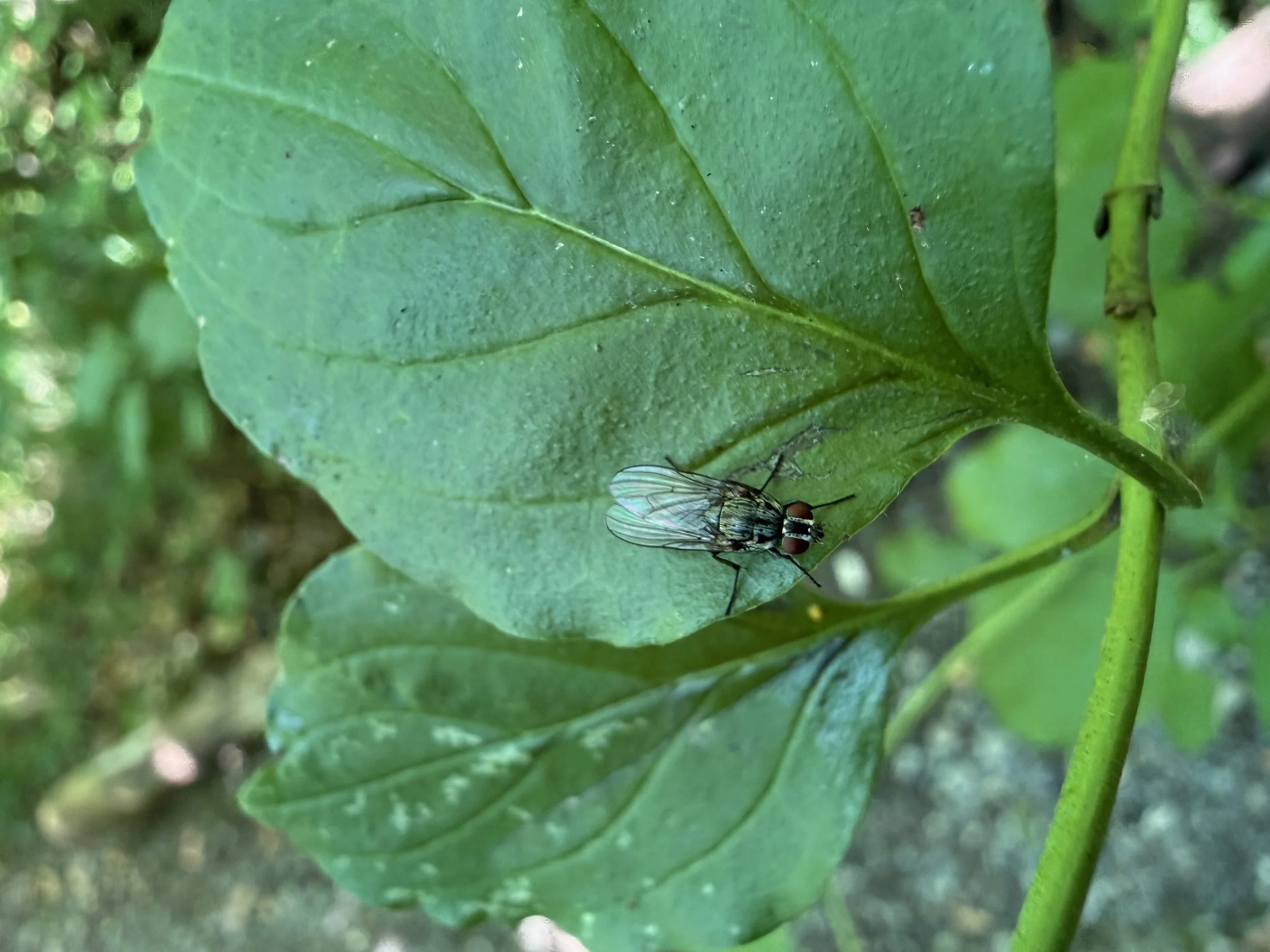 insektencamp_dornbirn_mark_benecke_oesterreichische_entomologische_gesellschaft_vorarlberg - 56.jpeg