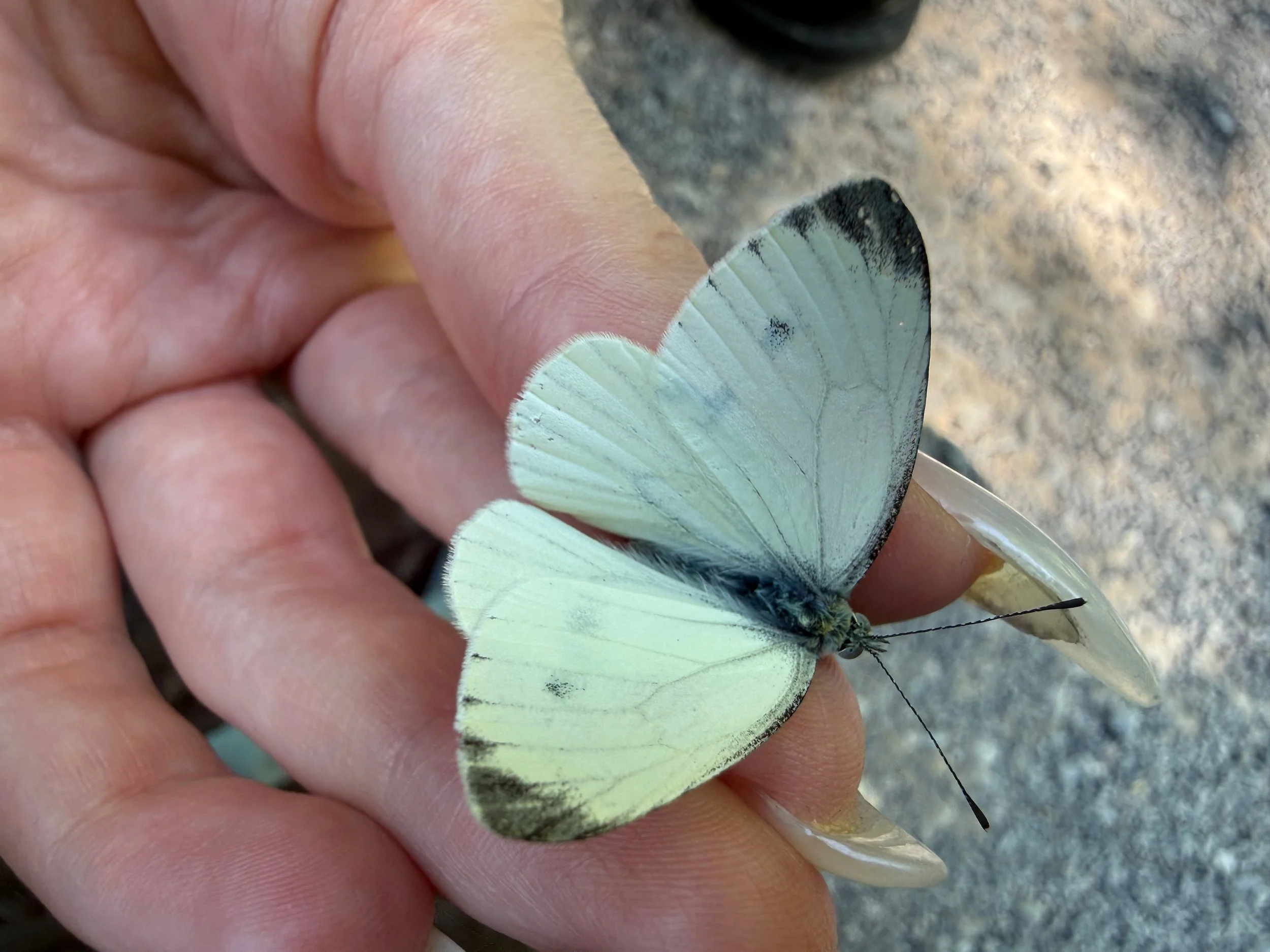 insektencamp_dornbirn_mark_benecke_oesterreichische_entomologische_gesellschaft_vorarlberg - 53.jpeg