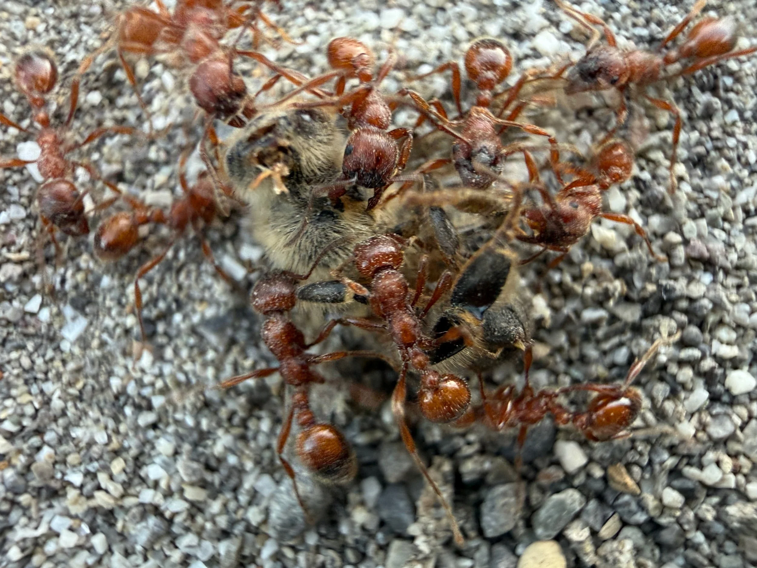 insektencamp_dornbirn_mark_benecke_oesterreichische_entomologische_gesellschaft_vorarlberg - 41.jpeg