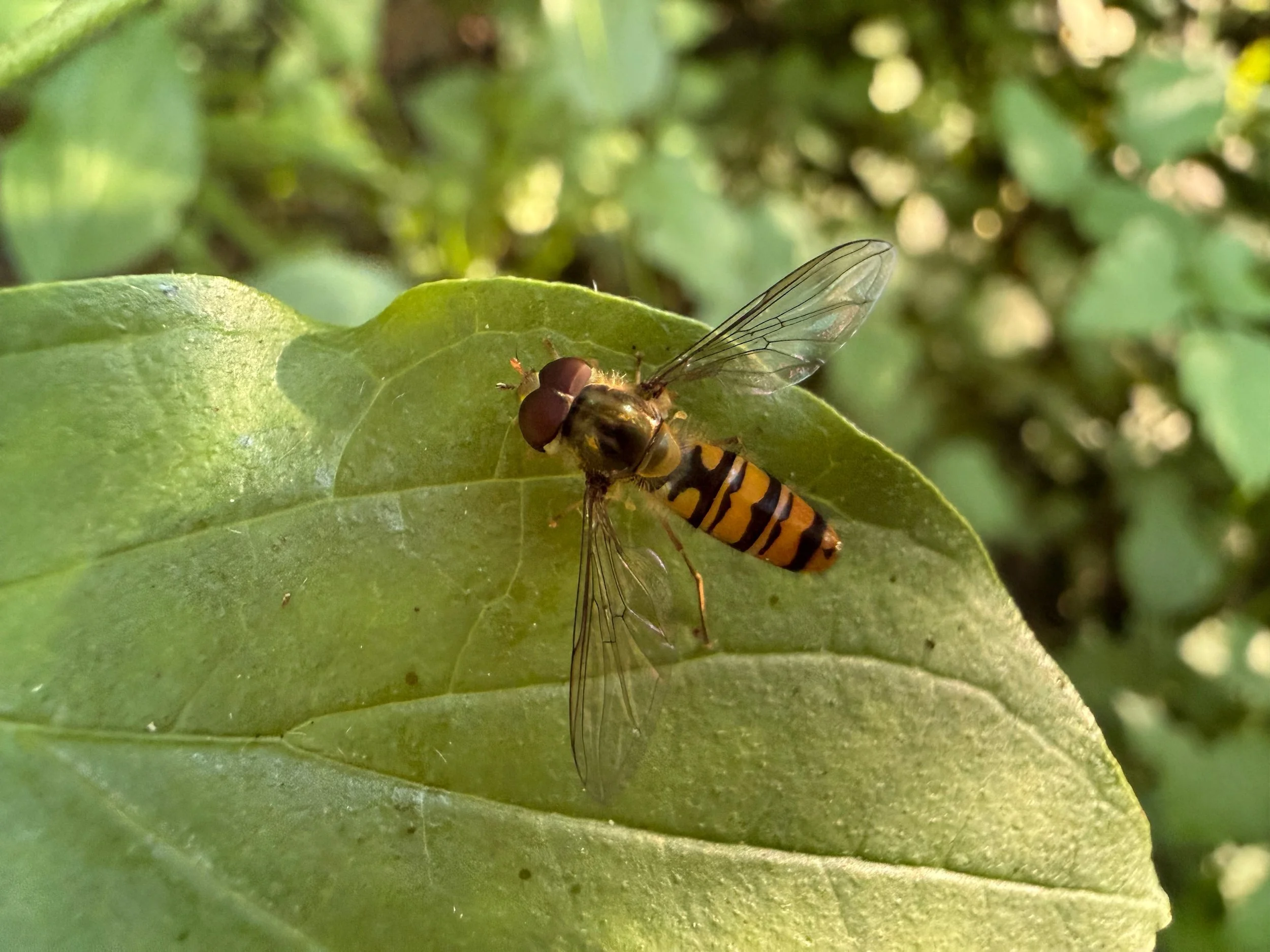 insektencamp_dornbirn_mark_benecke_oesterreichische_entomologische_gesellschaft_vorarlberg - 37.jpeg