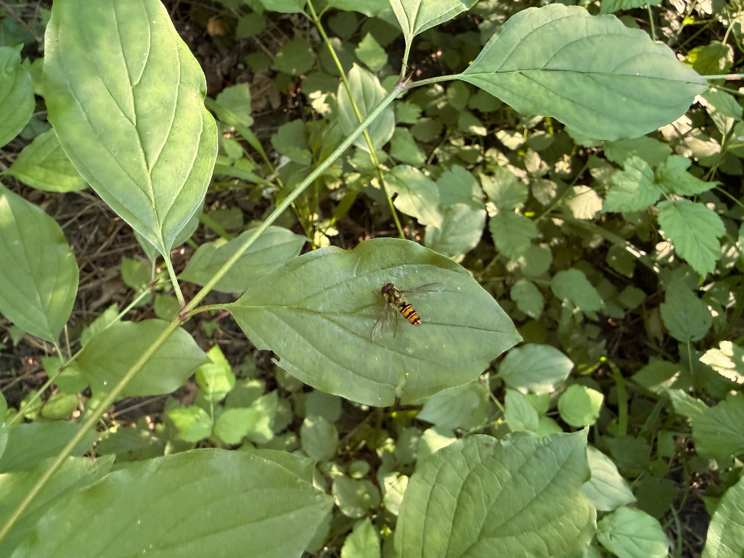 insektencamp_dornbirn_mark_benecke_oesterreichische_entomologische_gesellschaft_vorarlberg - 36.jpeg