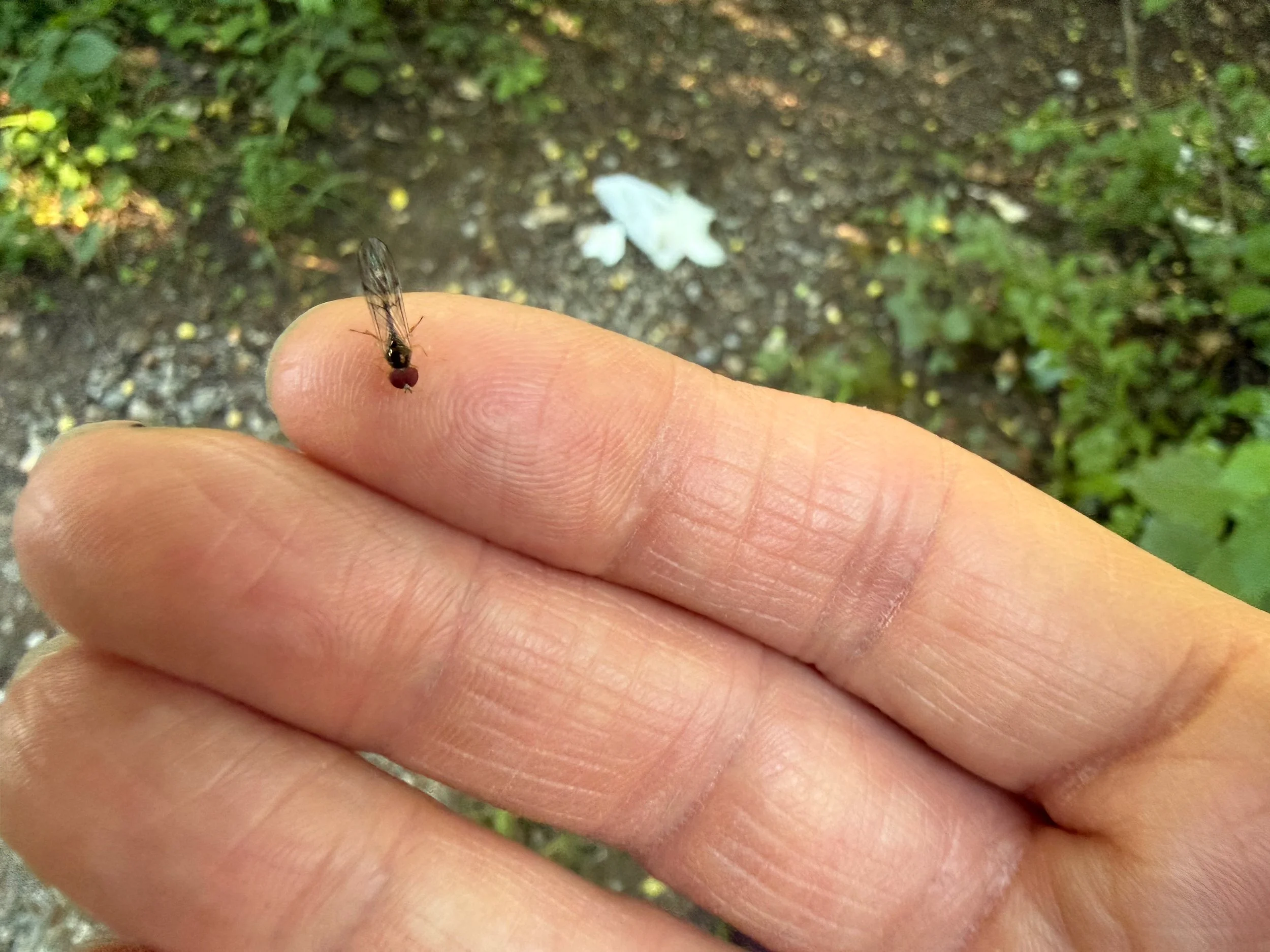 insektencamp_dornbirn_mark_benecke_oesterreichische_entomologische_gesellschaft_vorarlberg - 32.jpeg