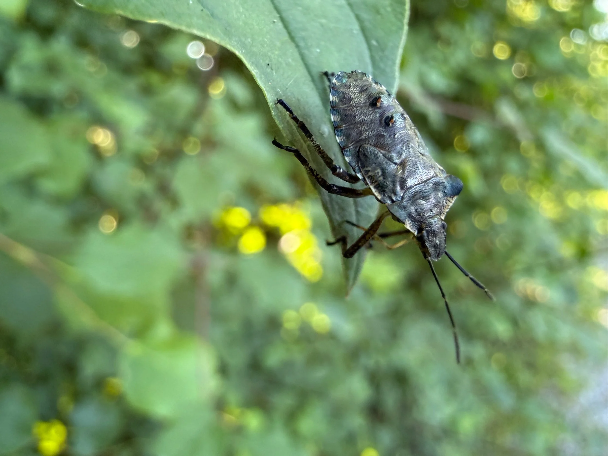 insektencamp_dornbirn_mark_benecke_oesterreichische_entomologische_gesellschaft_vorarlberg - 26.jpeg