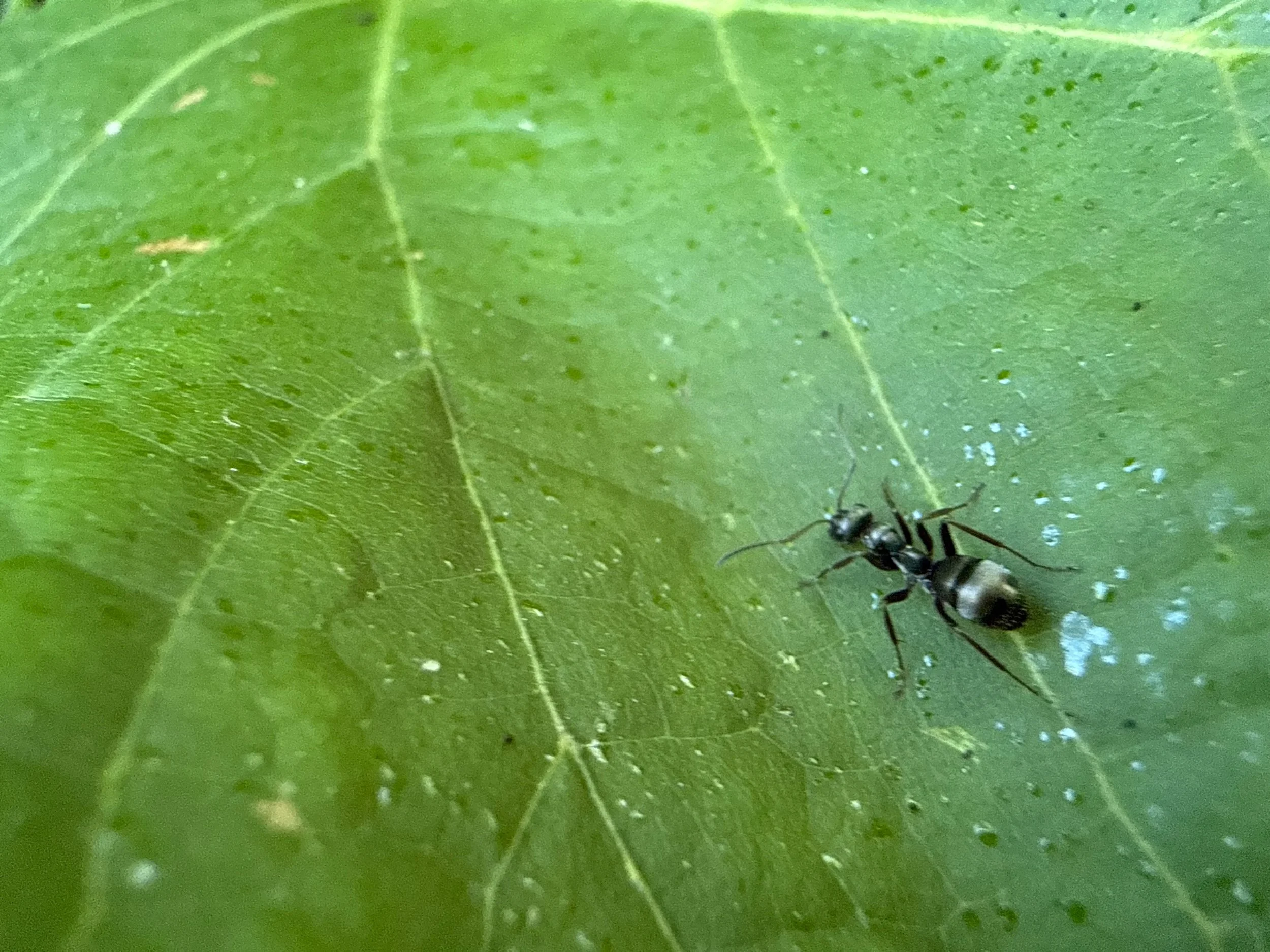 insektencamp_dornbirn_mark_benecke_oesterreichische_entomologische_gesellschaft_vorarlberg - 22.jpeg