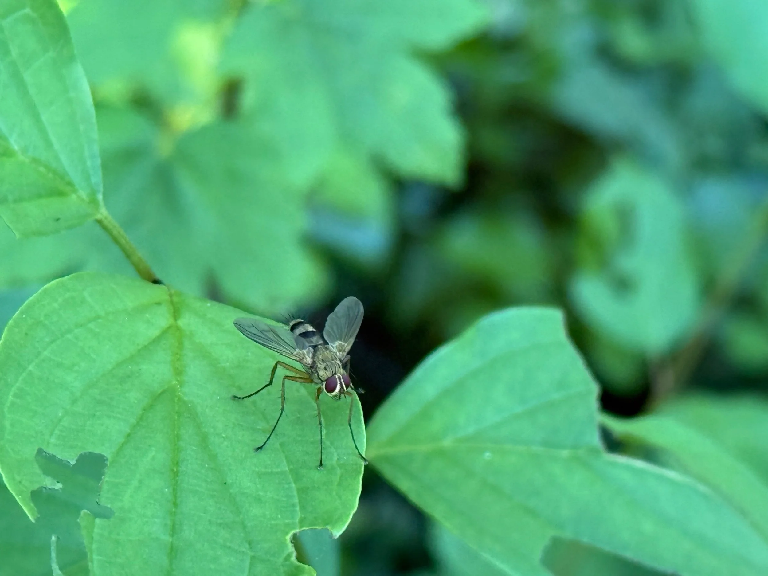 insektencamp_dornbirn_mark_benecke_oesterreichische_entomologische_gesellschaft_vorarlberg - 19.jpeg