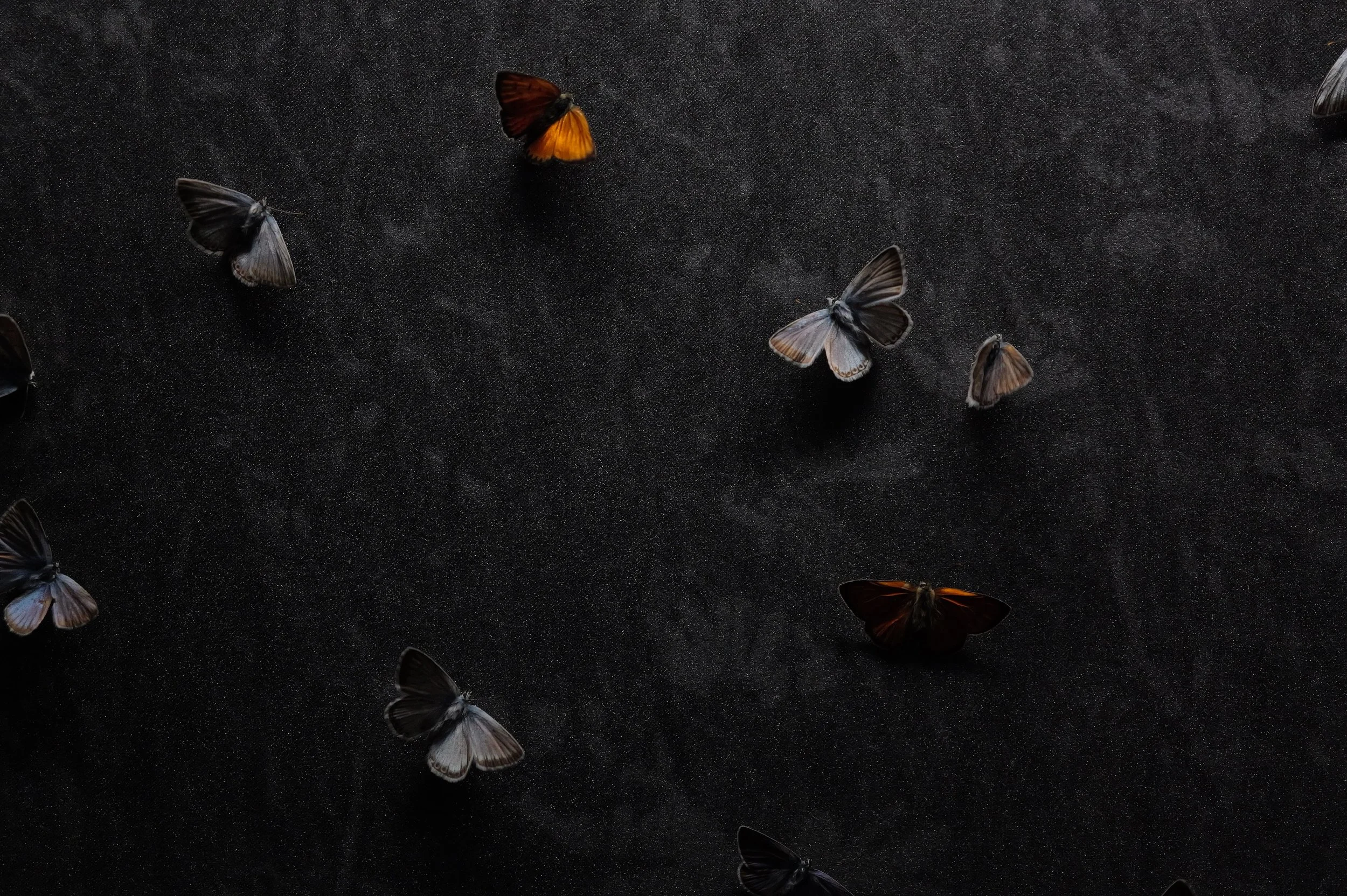 insektencamp_dornbirn_mark_benecke_oesterreichische_entomologische_gesellschaft_vorarlberg - 13.jpeg