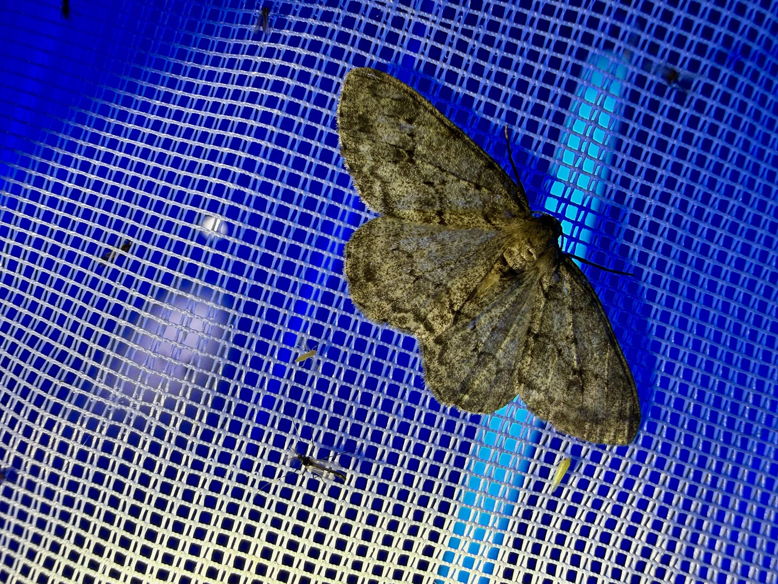 insektencamp_dornbirn_mark_benecke_oesterreichische_entomologische_gesellschaft_vorarlberg_teil_2 - 88.jpeg