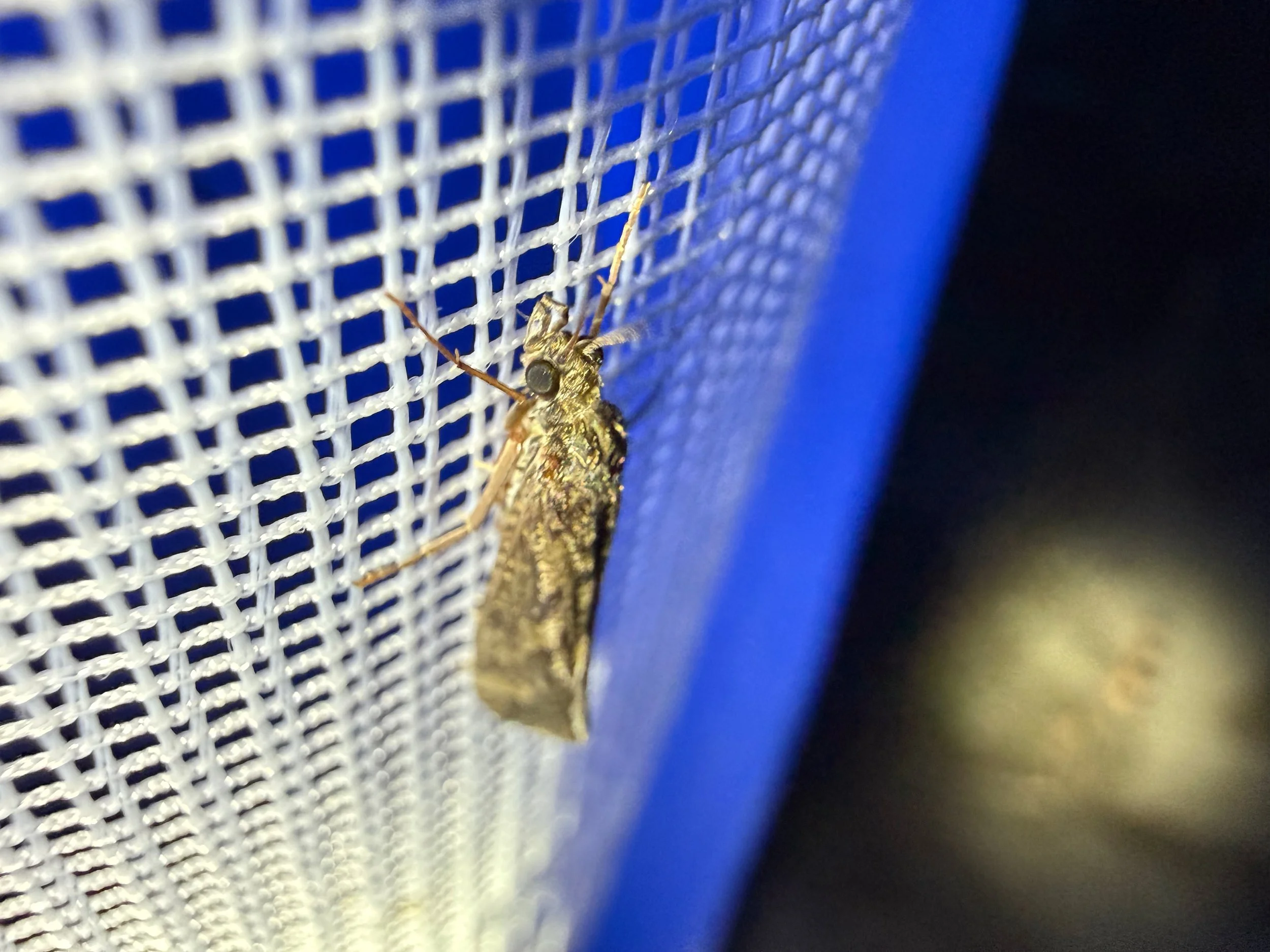 insektencamp_dornbirn_mark_benecke_oesterreichische_entomologische_gesellschaft_vorarlberg_teil_2 - 80.jpeg