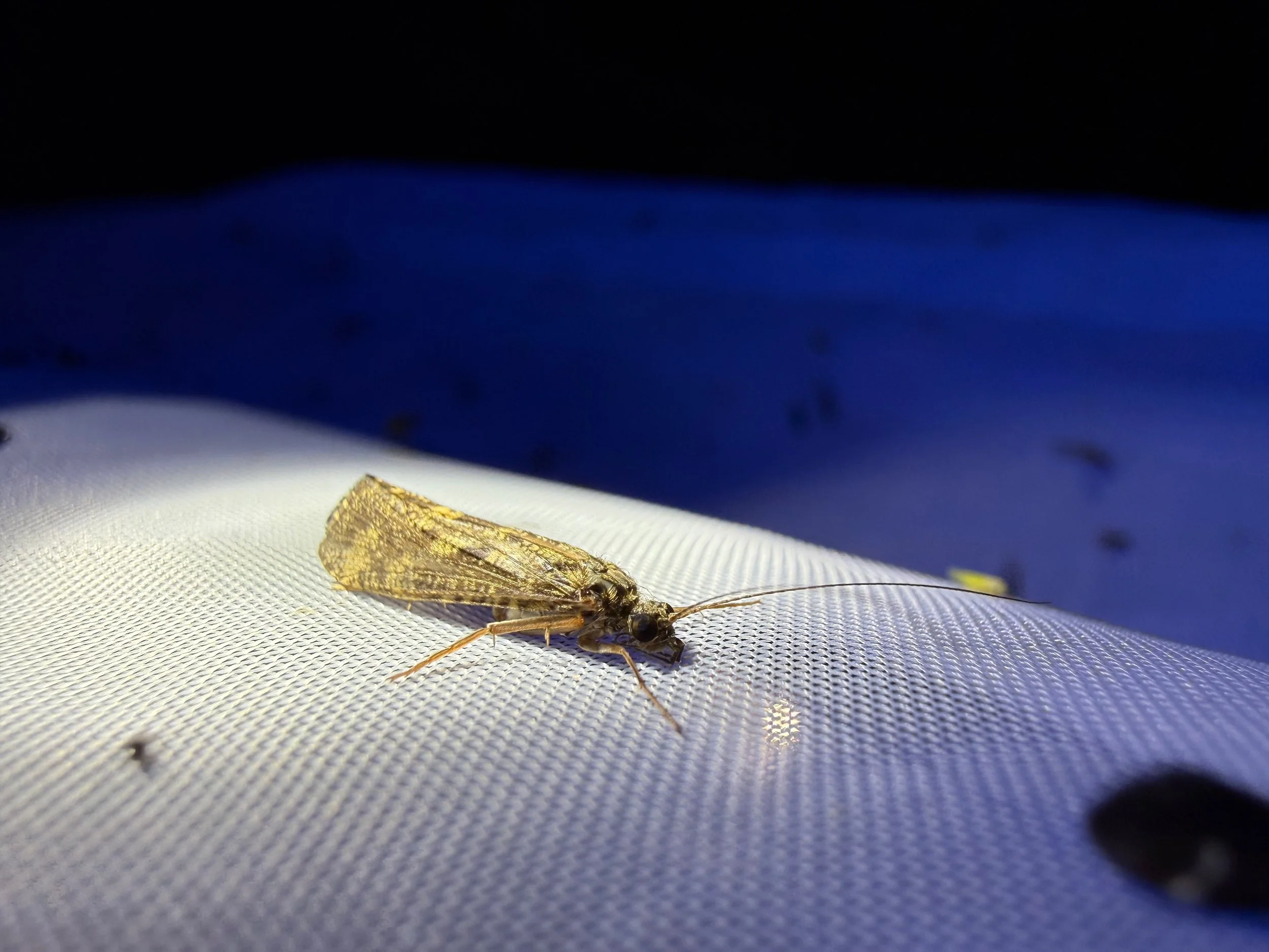 insektencamp_dornbirn_mark_benecke_oesterreichische_entomologische_gesellschaft_vorarlberg_teil_2 - 81.jpeg