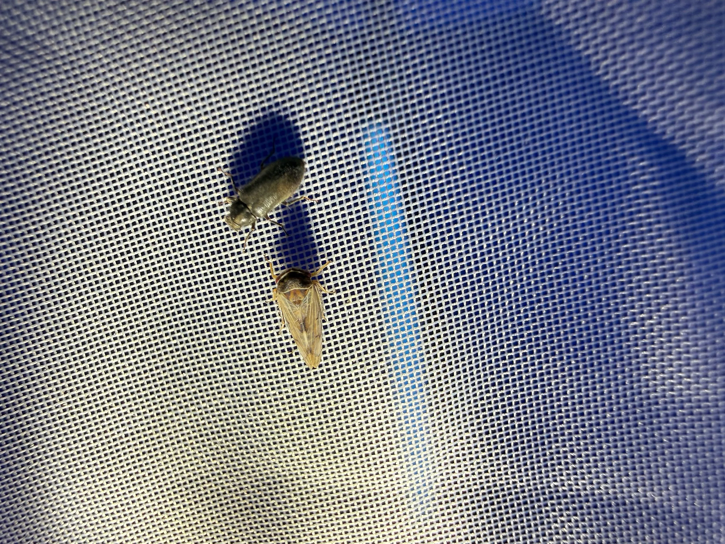 insektencamp_dornbirn_mark_benecke_oesterreichische_entomologische_gesellschaft_vorarlberg_teil_2 - 78.jpeg