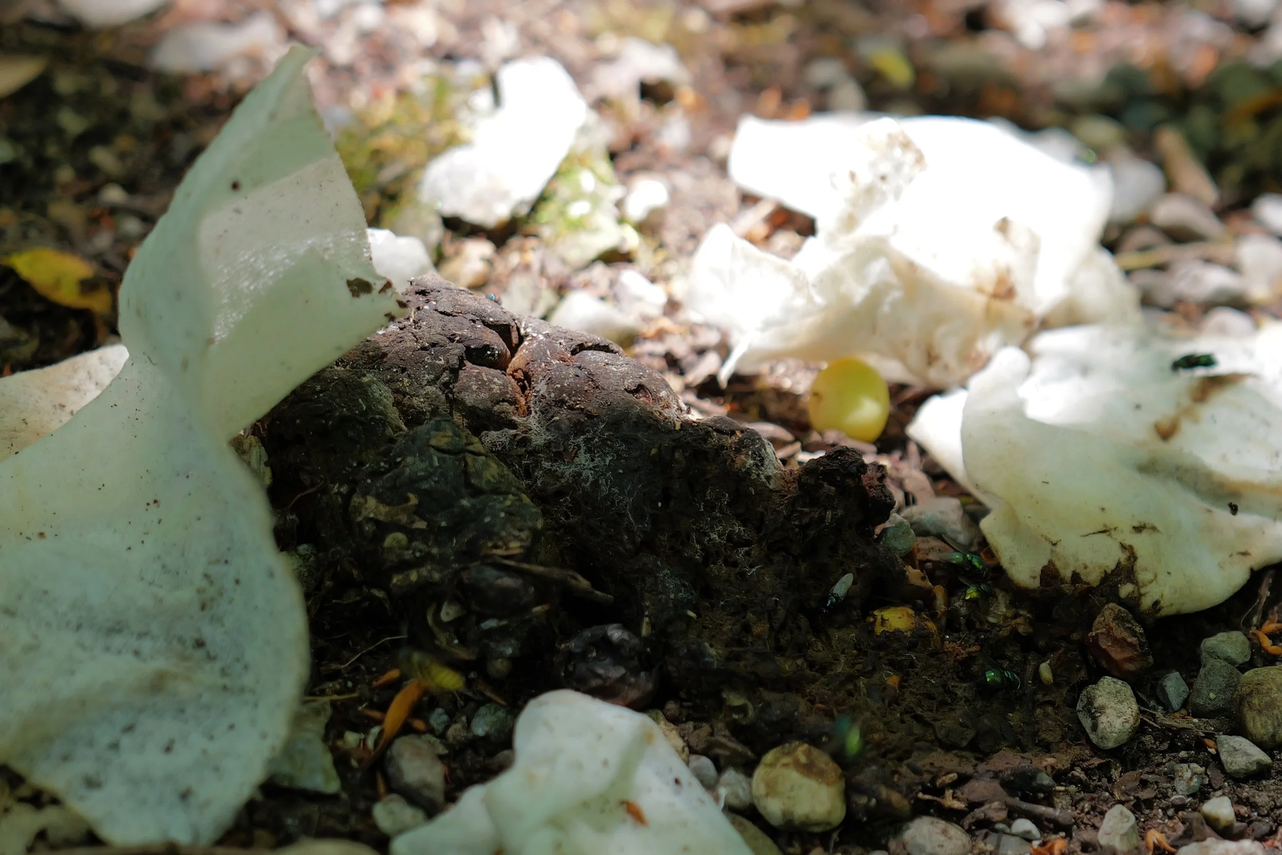 insektencamp_dornbirn_mark_benecke_oesterreichische_entomologische_gesellschaft_vorarlberg_teil_2 - 35.jpeg