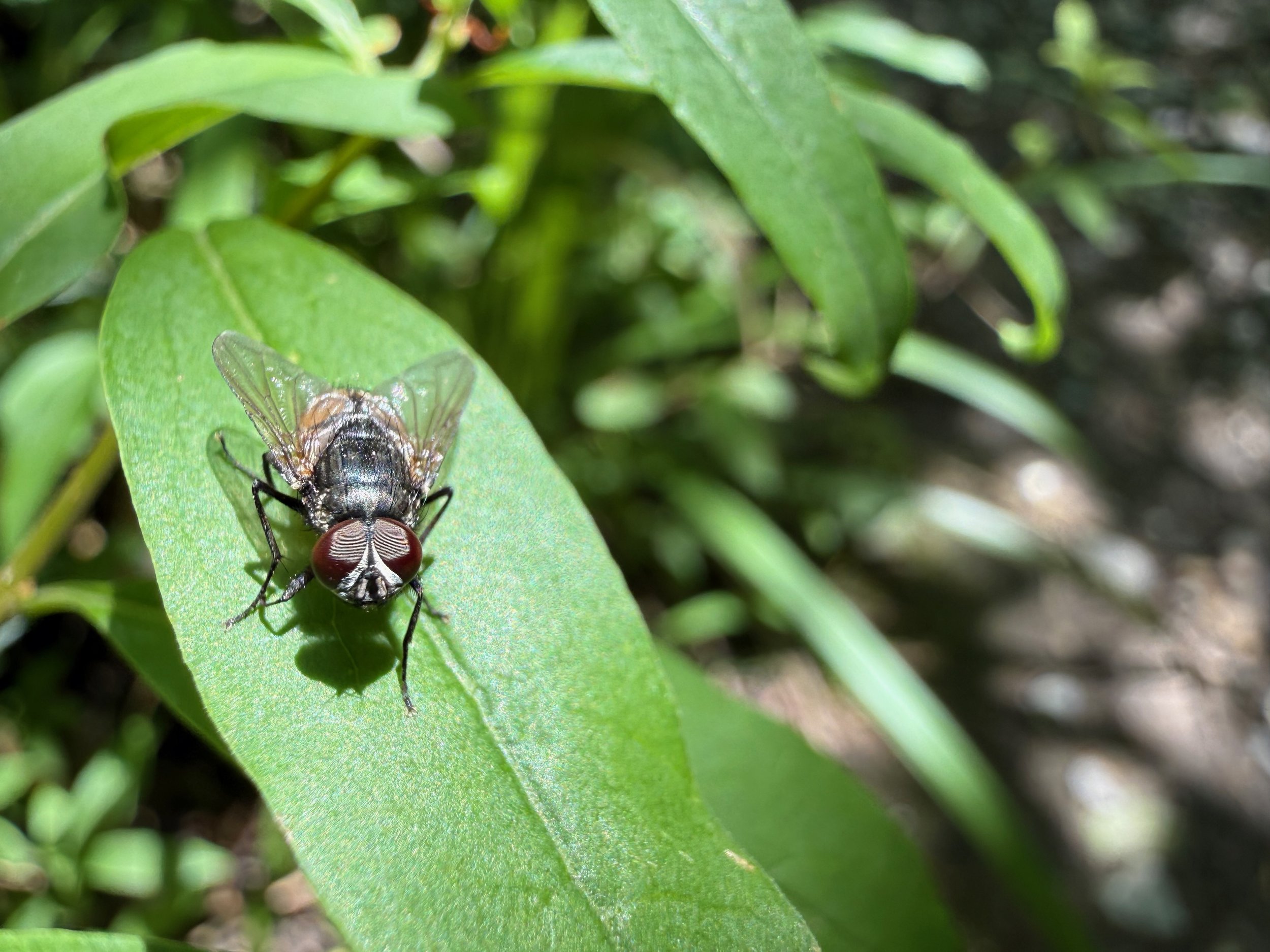 insektencamp_dornbirn_mark_benecke_oesterreichische_entomologische_gesellschaft_vorarlberg_teil_2 - 31.jpeg
