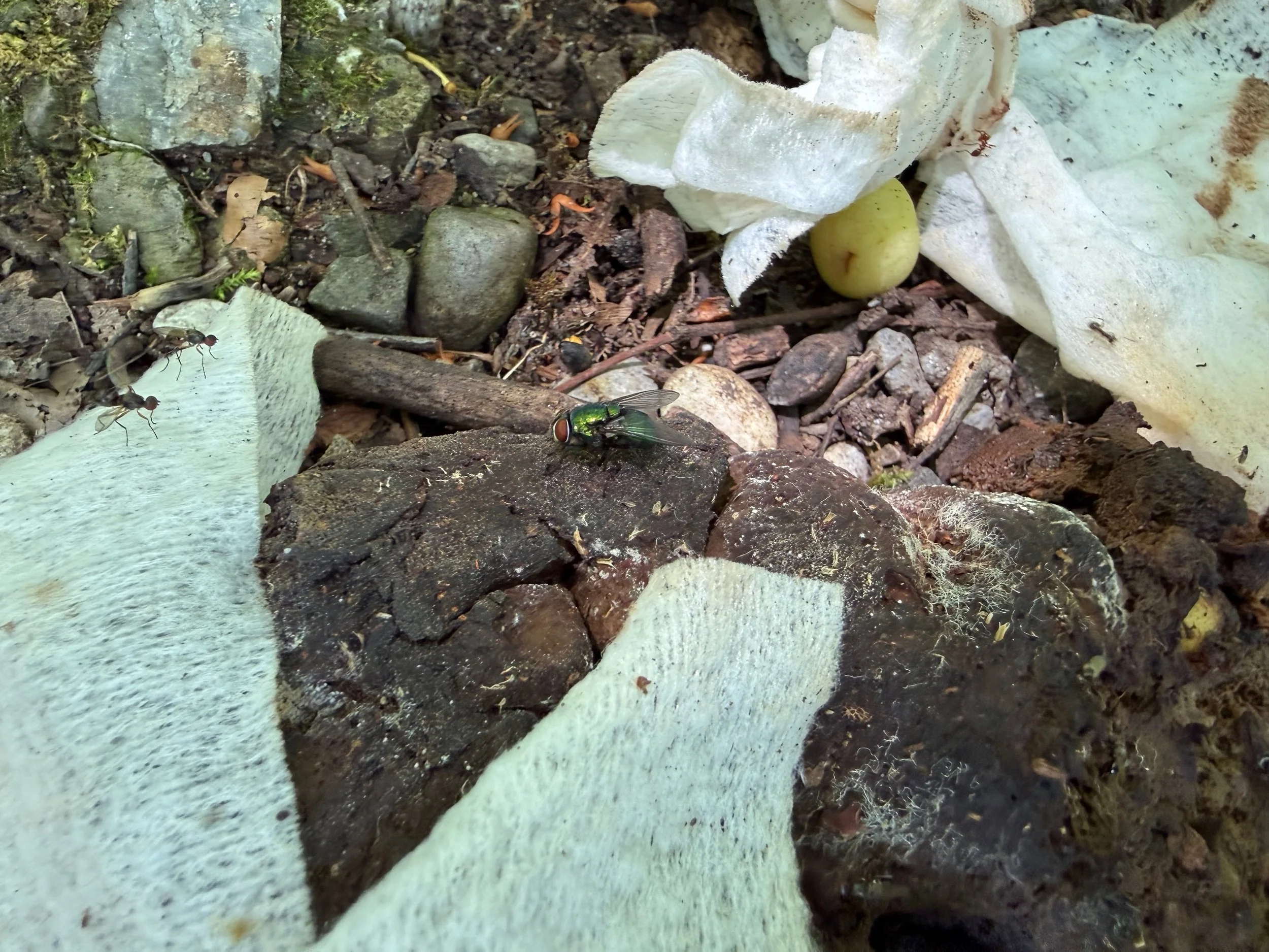 insektencamp_dornbirn_mark_benecke_oesterreichische_entomologische_gesellschaft_vorarlberg_teil_2 - 26.jpeg