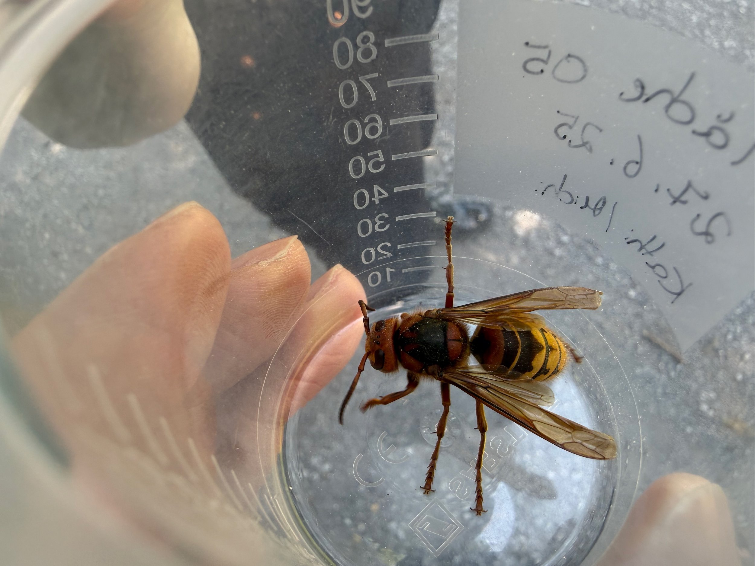 insektencamp_dornbirn_mark_benecke_oesterreichische_entomologische_gesellschaft_vorarlberg_teil_2 - 24.jpeg