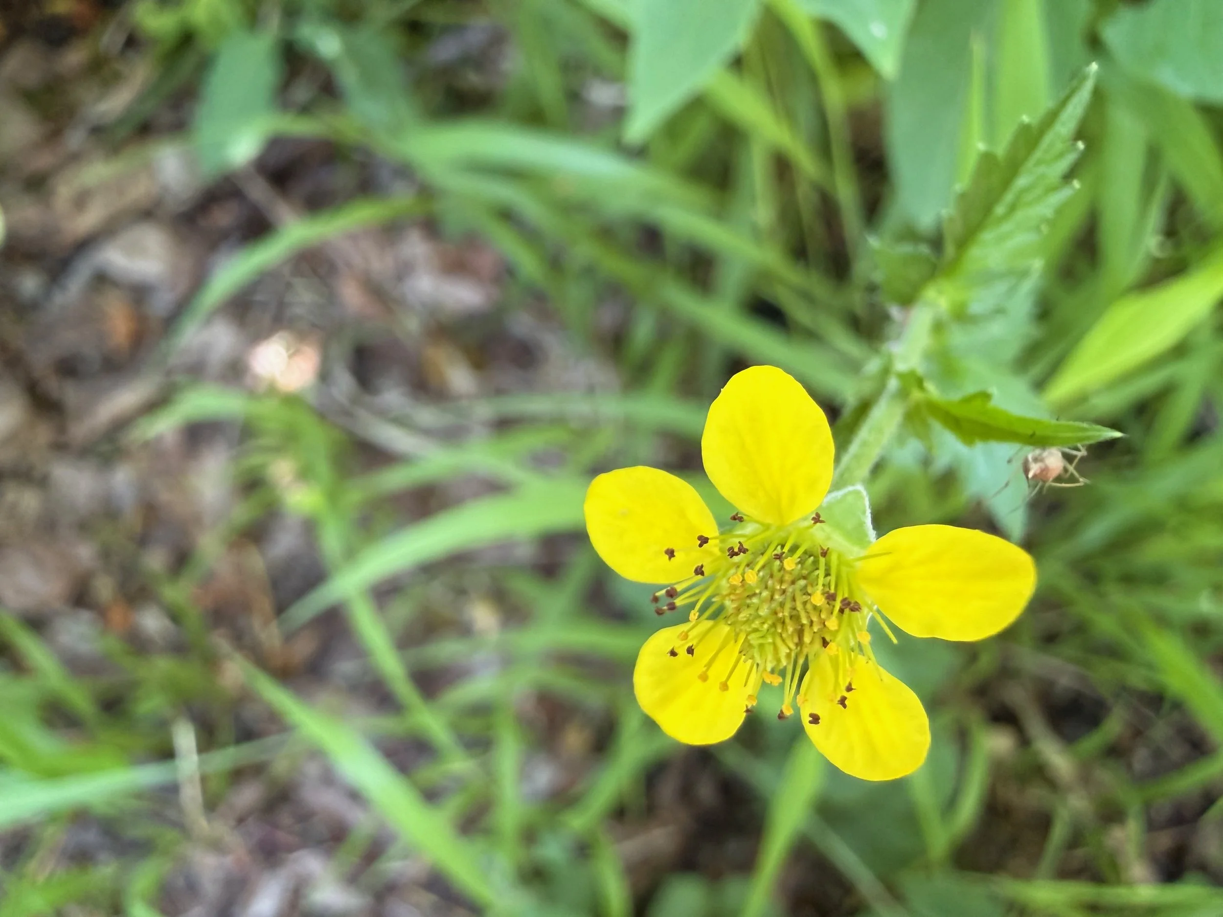 insektencamp_dornbirn_mark_benecke_oesterreichische_entomologische_gesellschaft_vorarlberg_teil_2 - 25.jpeg