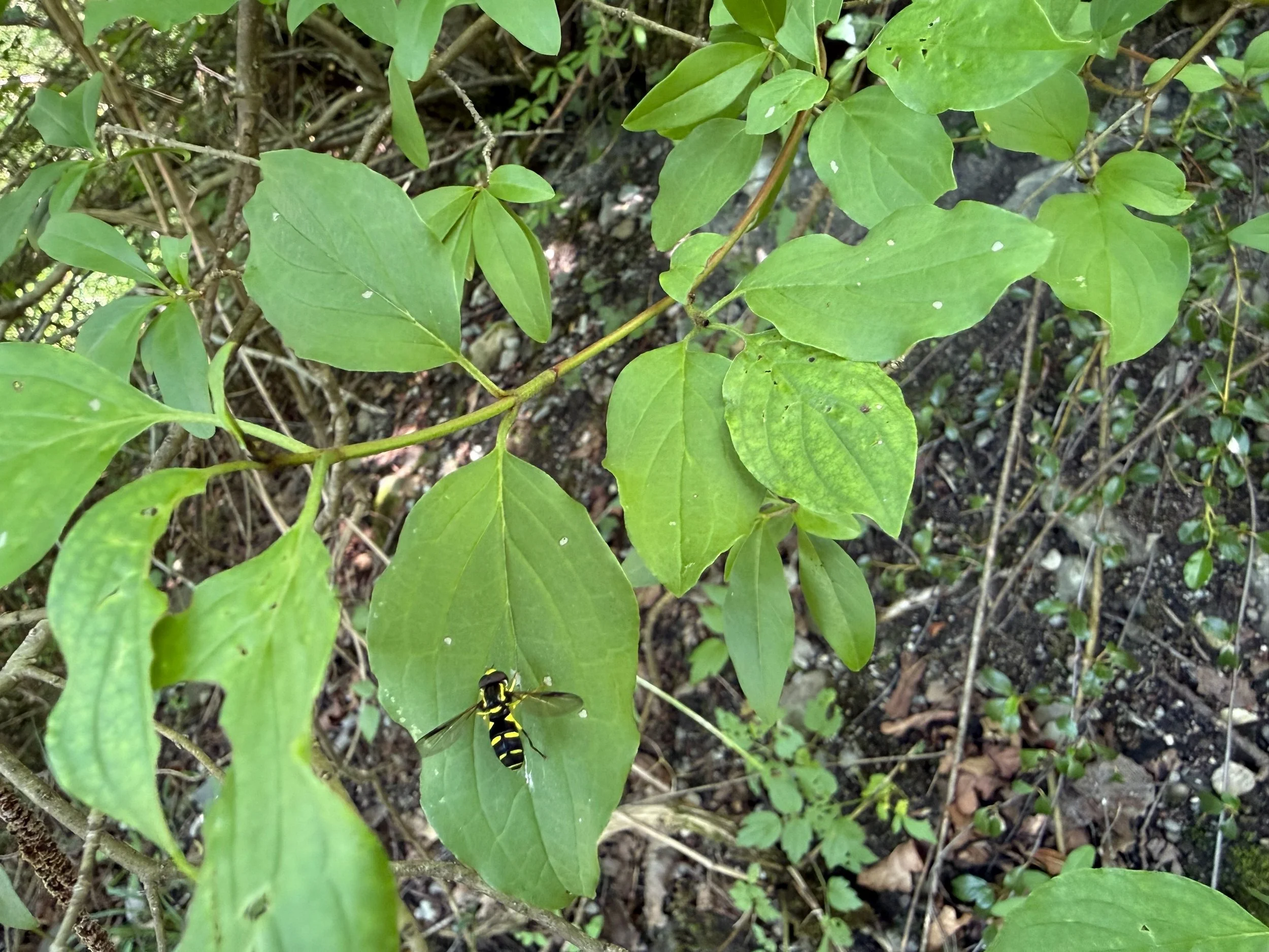 insektencamp_dornbirn_mark_benecke_oesterreichische_entomologische_gesellschaft_vorarlberg_teil_2 - 18.jpeg
