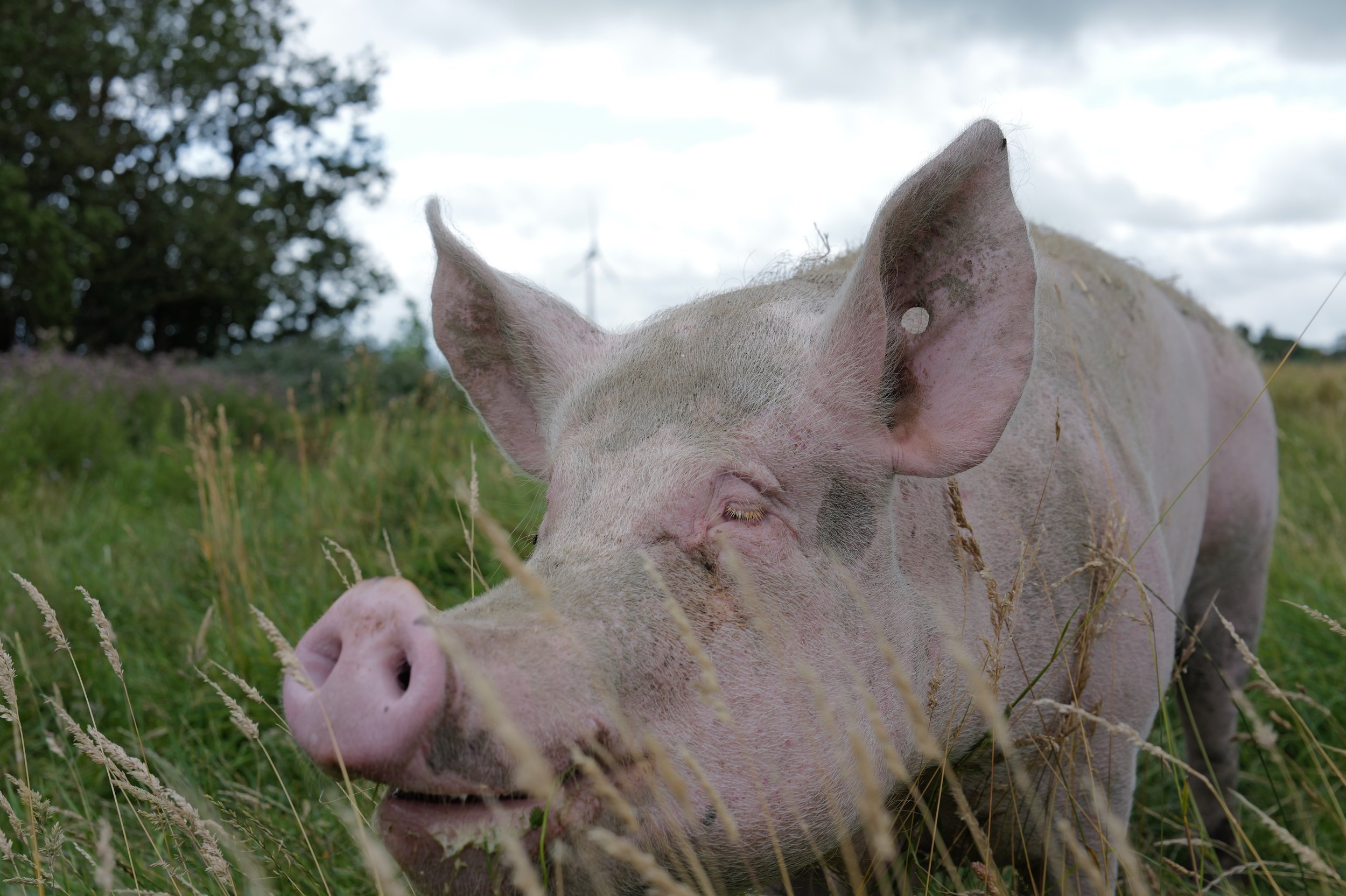 mark_benecke_hof_butenland_lebenshof_tierrettung_schweine_kuehe_pferde - 34.jpeg