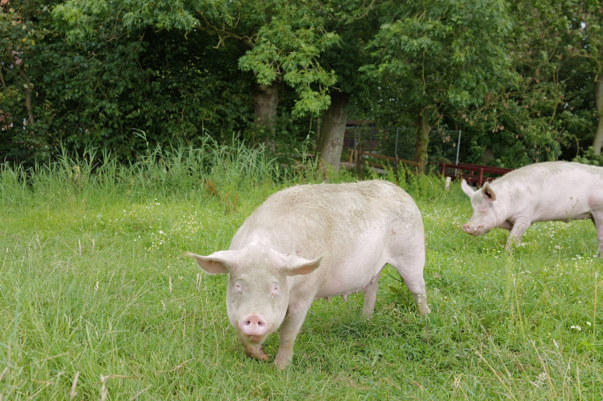 mark_benecke_hof_butenland_lebenshof_tierrettung_schweine_kuehe_pferde - 41.jpeg
