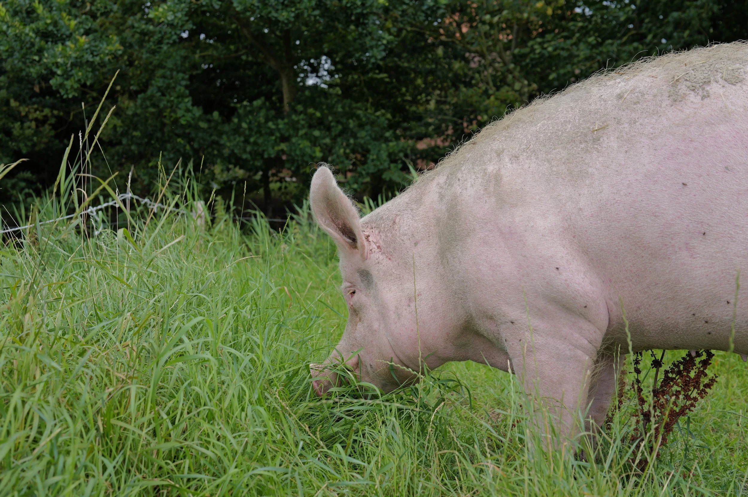 mark_benecke_hof_butenland_lebenshof_tierrettung_schweine_kuehe_pferde - 51.jpeg