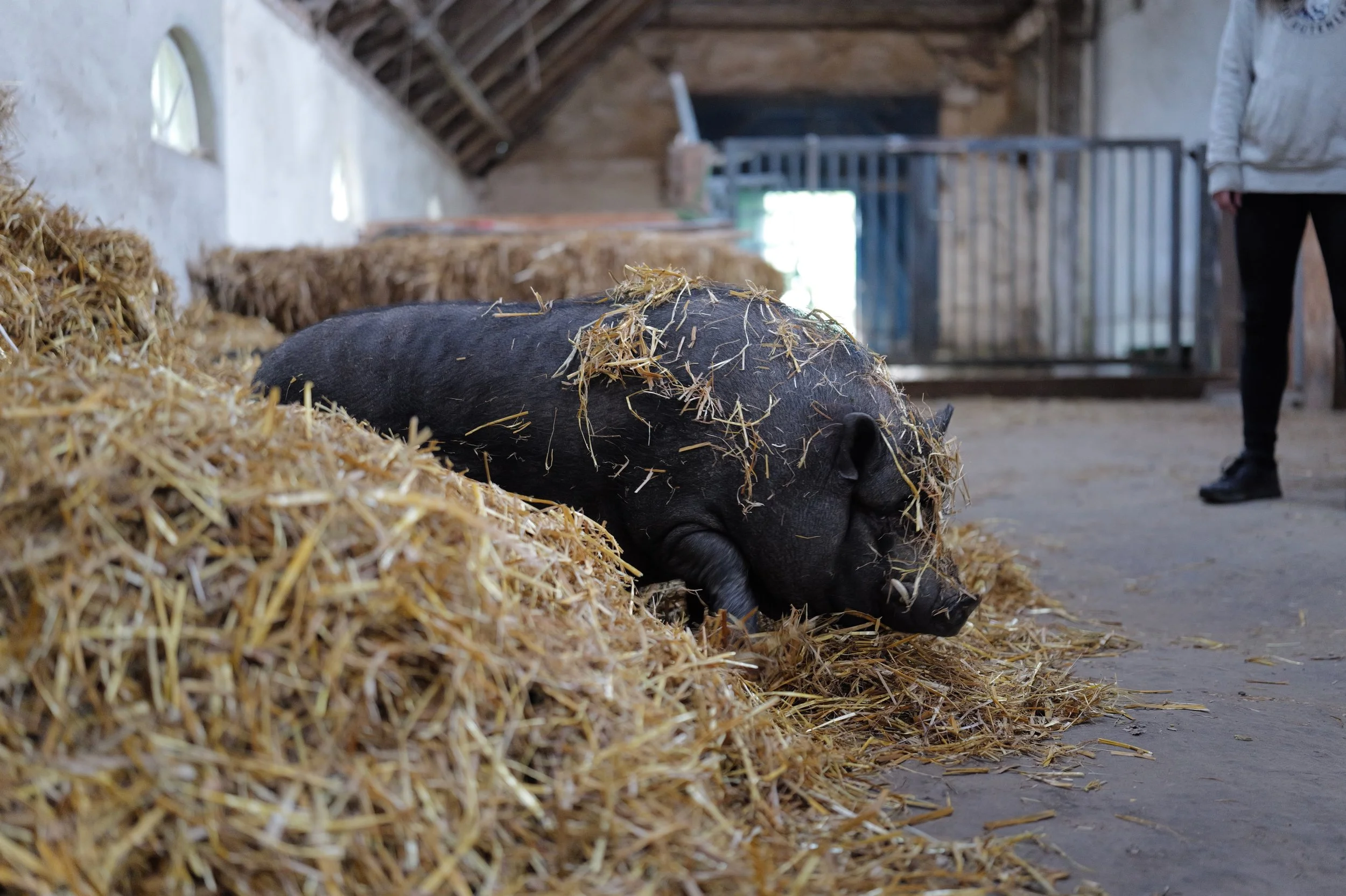 mark_benecke_hof_butenland_lebenshof_tierrettung_schweine_kuehe_pferde - 97.jpeg