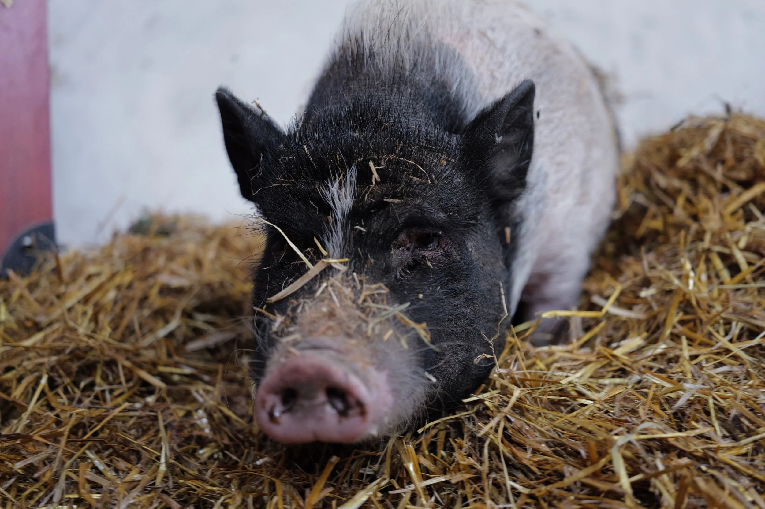 mark_benecke_hof_butenland_lebenshof_tierrettung_schweine_kuehe_pferde - 99.jpeg
