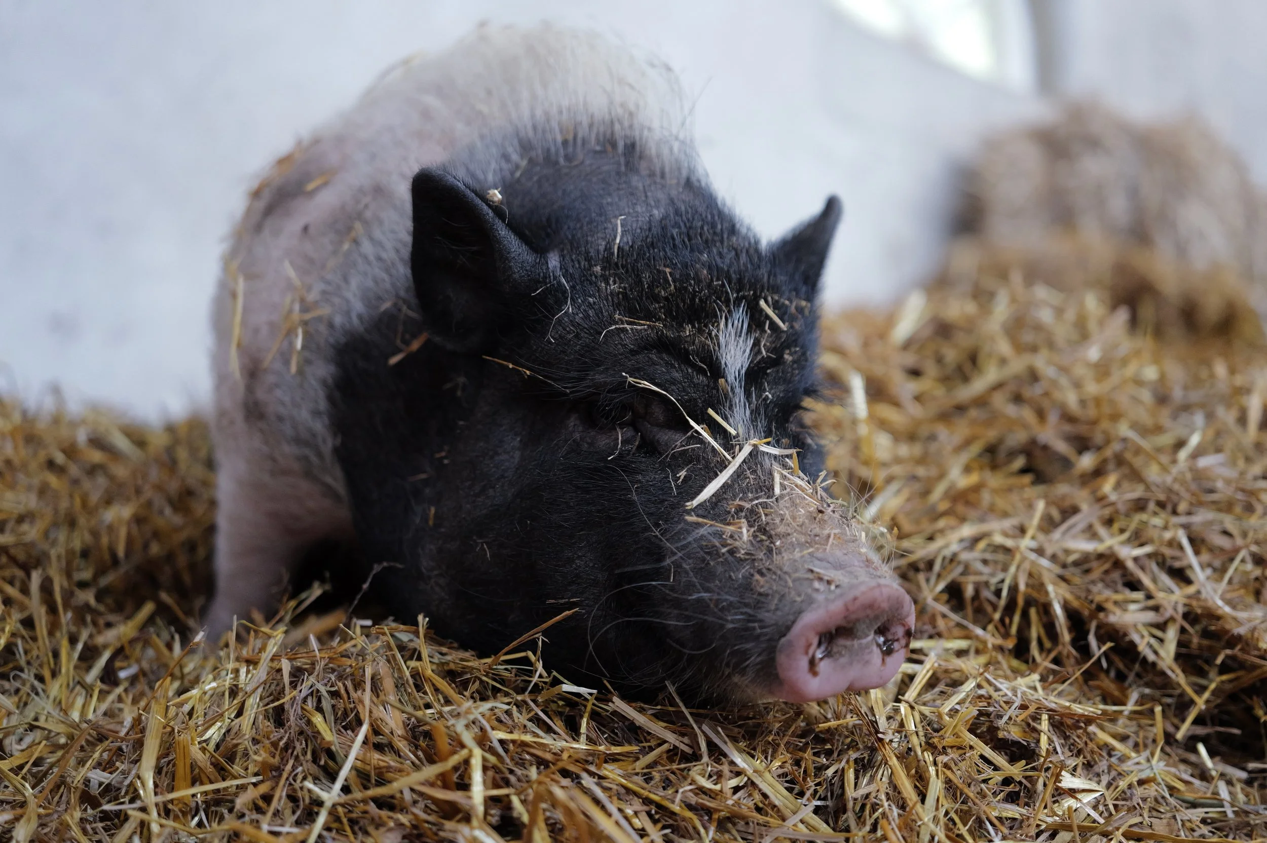 mark_benecke_hof_butenland_lebenshof_tierrettung_schweine_kuehe_pferde - 100.jpeg