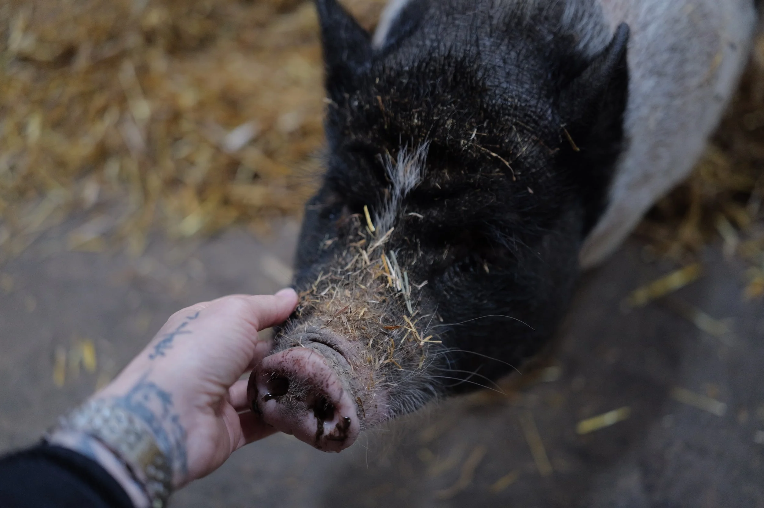 mark_benecke_hof_butenland_lebenshof_tierrettung_schweine_kuehe_pferde - 104.jpeg