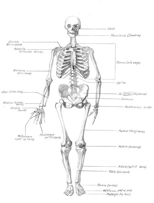 Skeleton-framed.jpg