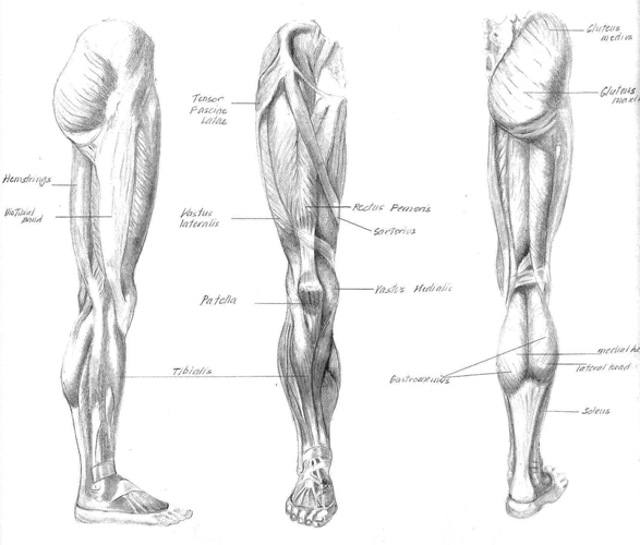 Leg-studies.jpg