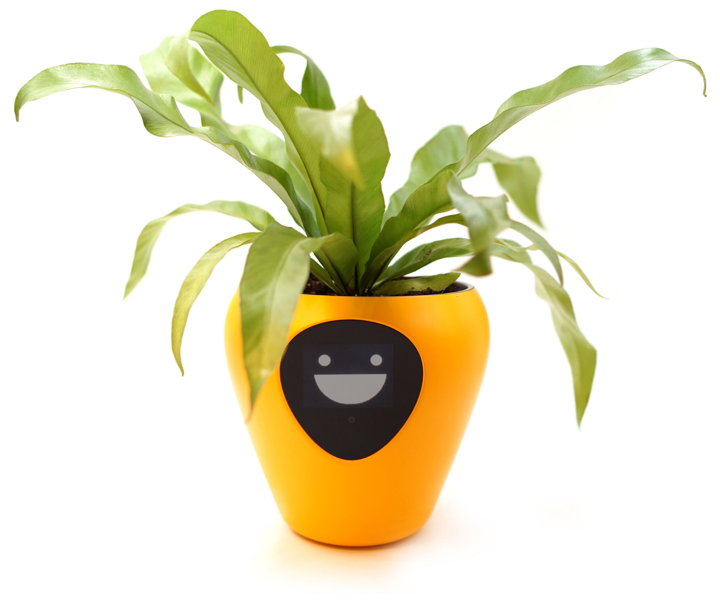 Smart plant. Умный горшок Луа для цветов. Умный горшок lua. Умный горшок для цветов lua. Lua горшок.