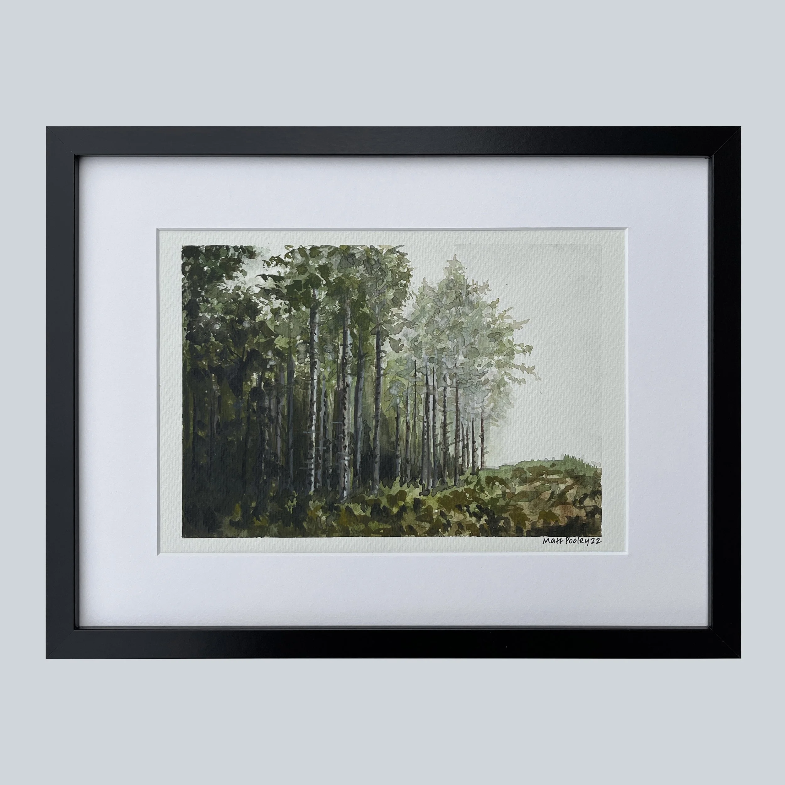 Misty Pine Trees.JPG