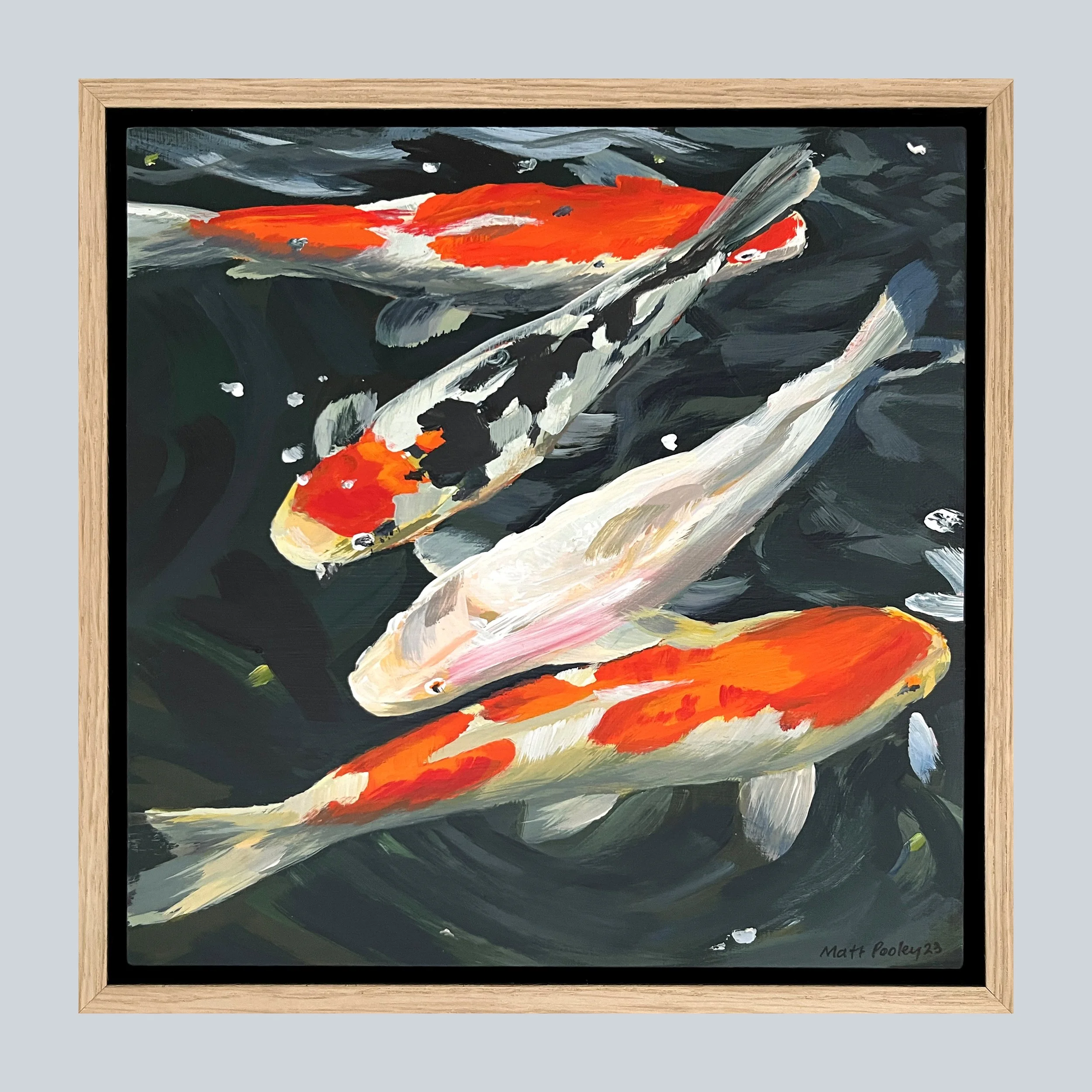 Koi Carp Swimming Framed on grey square.jpg