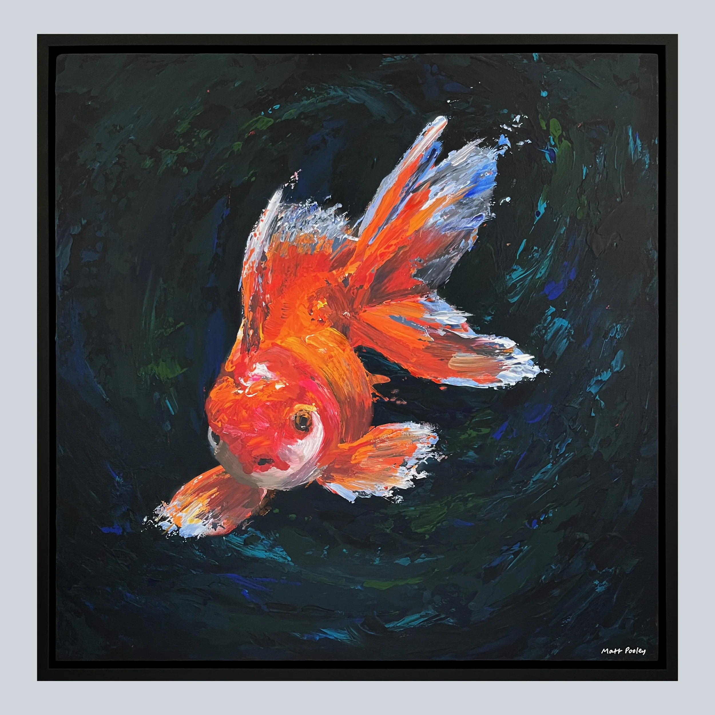 Oranda Goldfish Framed on Grey Square.jpg