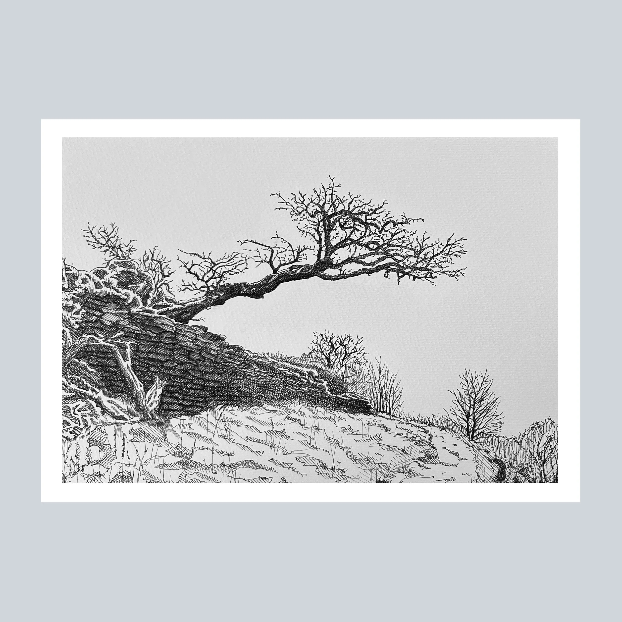 Leaning Tree on Snowy Royd Edge, Meltham Print On Grey Square.jpg