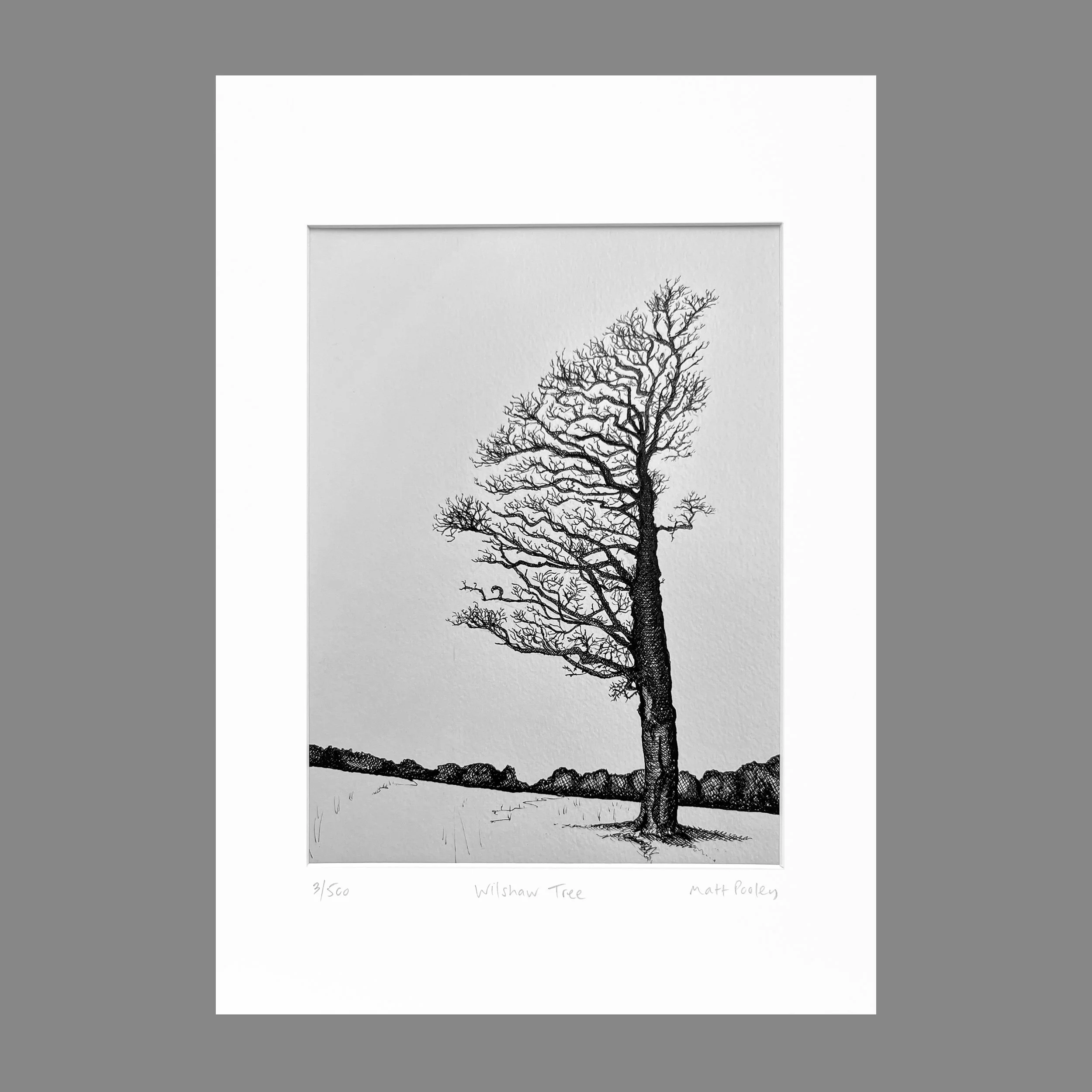 Limited Edition Giclee Print 'Wilshaw Tree' 8"x6" in an A4 mount — Matt
