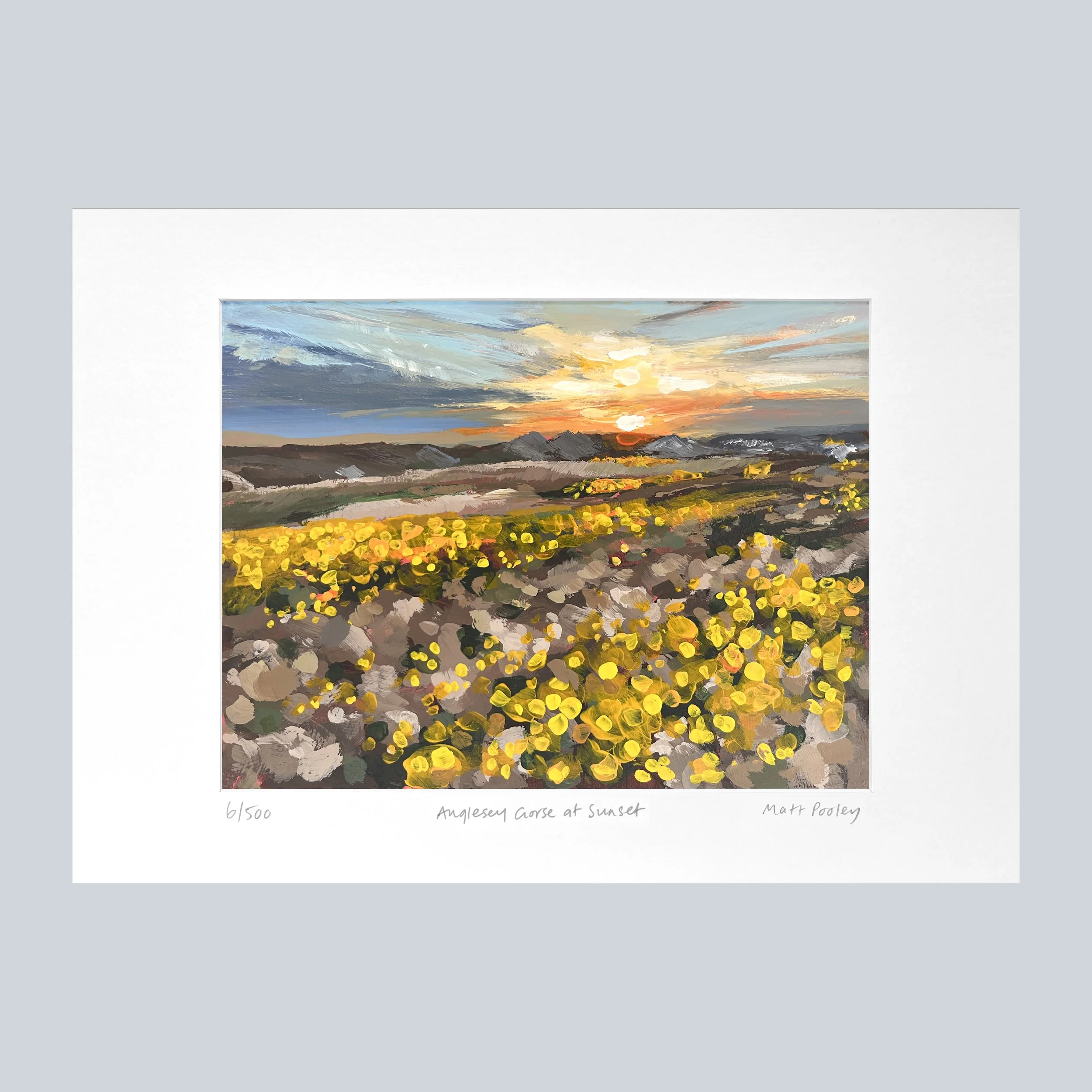Anglesey Gorse at Sunset in Mount on Grey Square.jpg