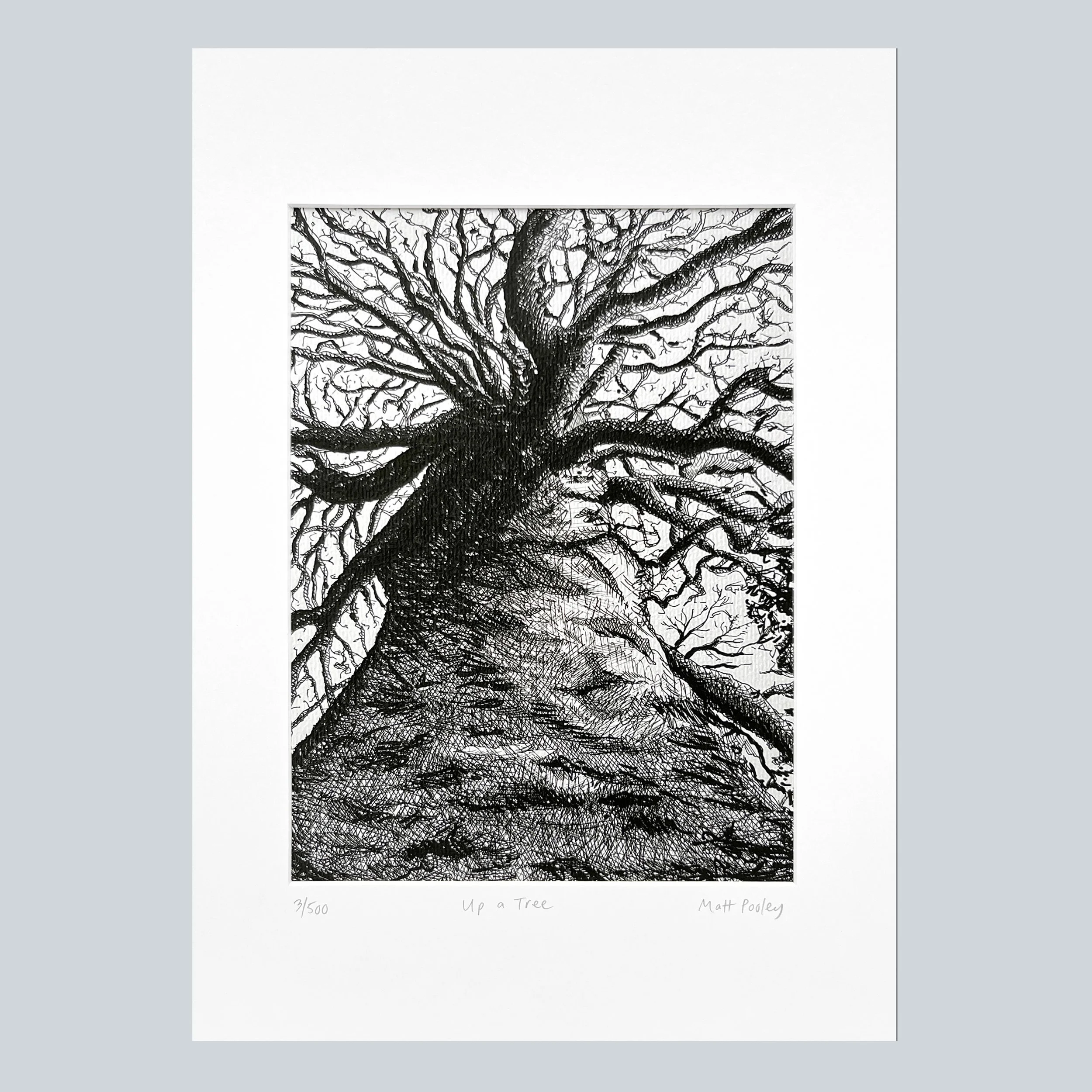 Up a Tree In Mount on Grey Square.jpg