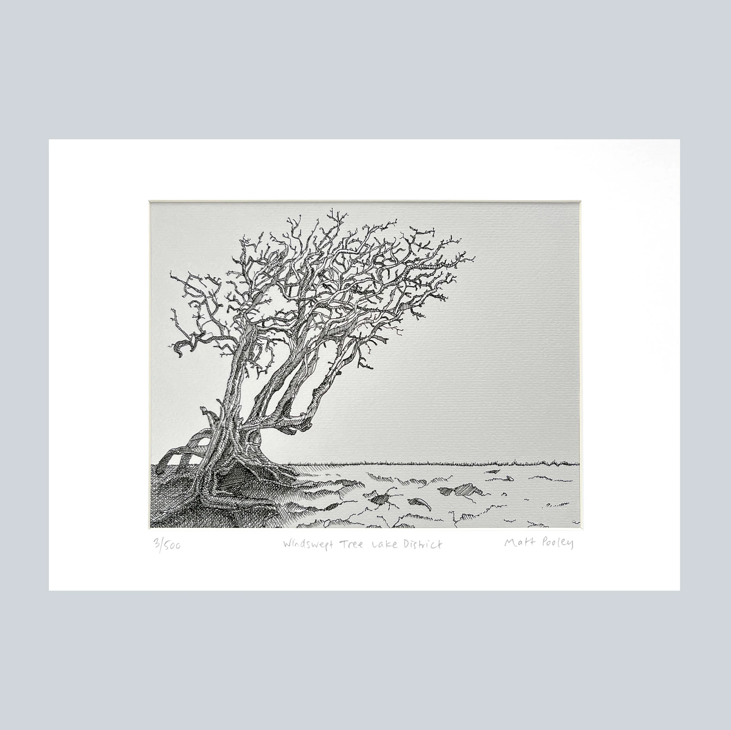 Windswept Tree Lake District In Mount on Grey Square.jpg