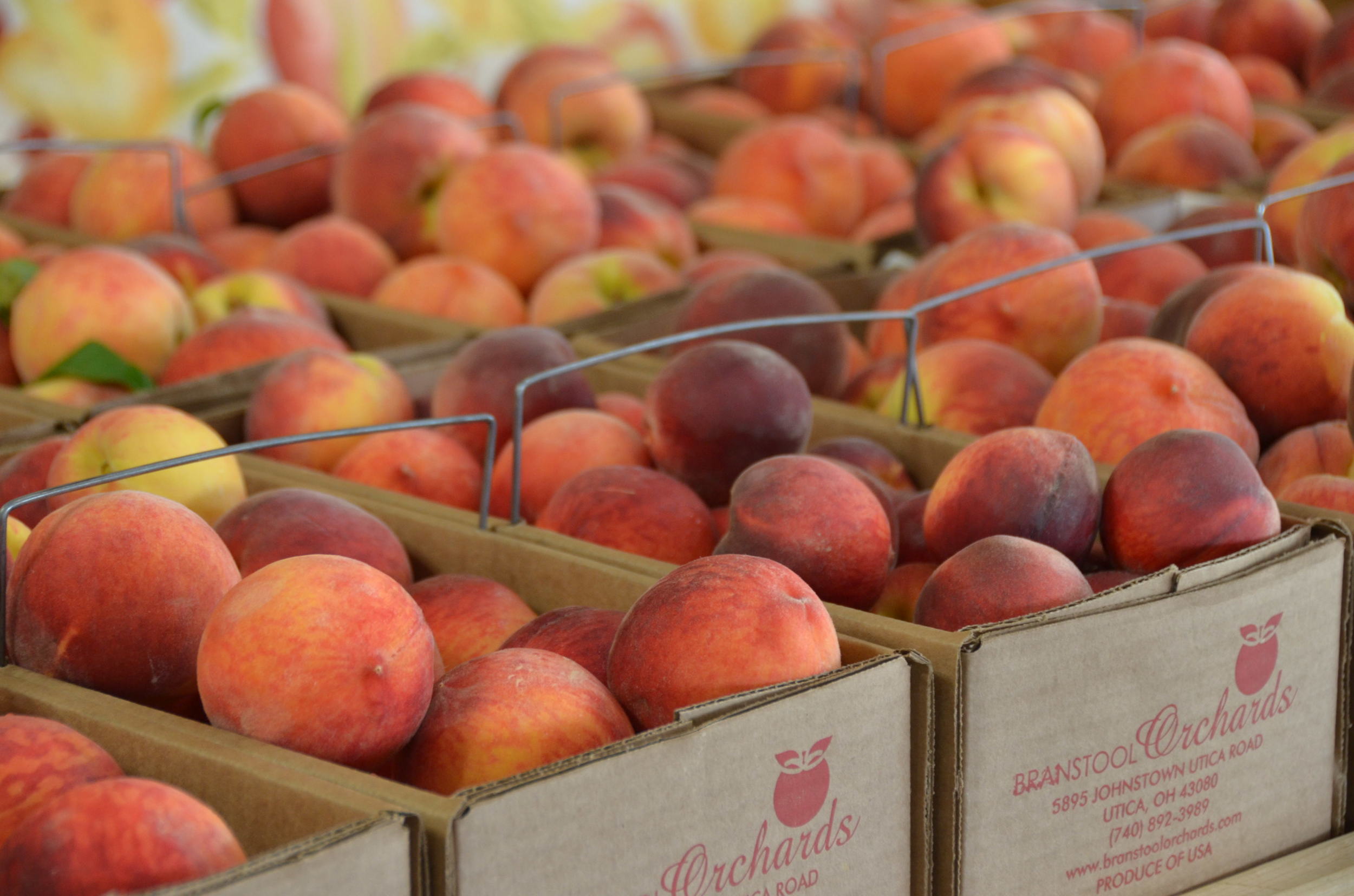 Peaches — Branstool Orchards