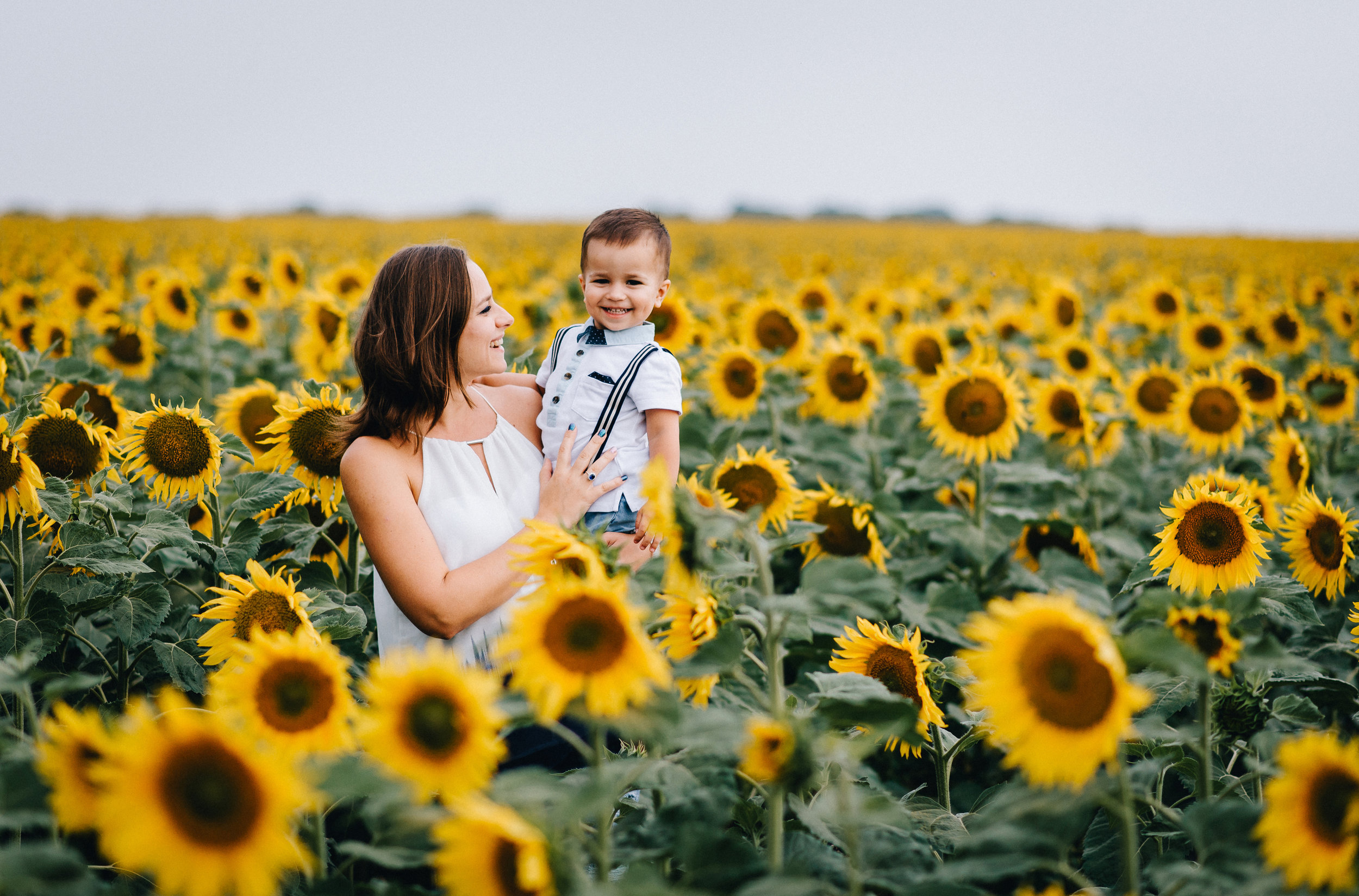 Sunflowers — Branstool Orchards