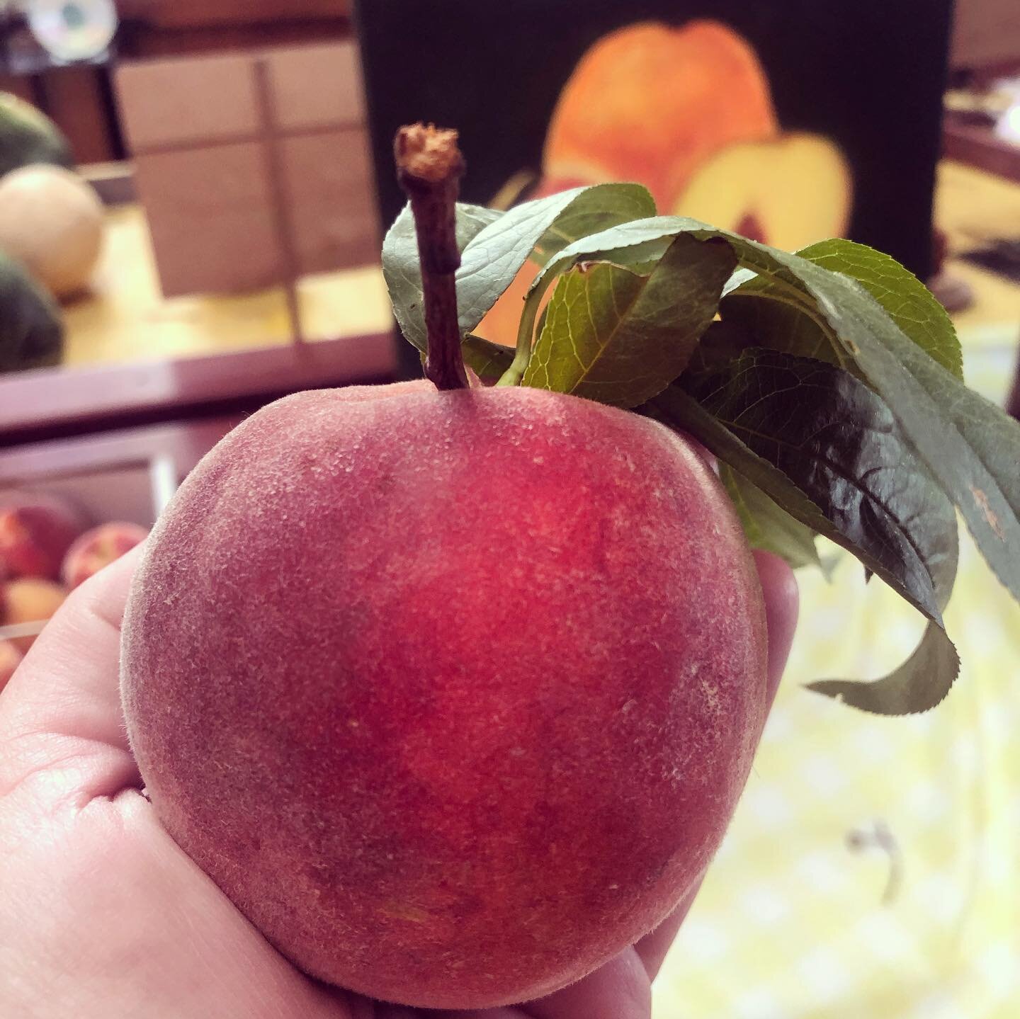 Garnet Beauty, y&rsquo;all! Isn&rsquo;t she pretty? And she&rsquo;s sweet, too 😩🍑. She and Summer Serenade in the market today (both yellow-flesh cling). We are running a special on full bags of Ohio corn today: about five dozen in each bag for onl