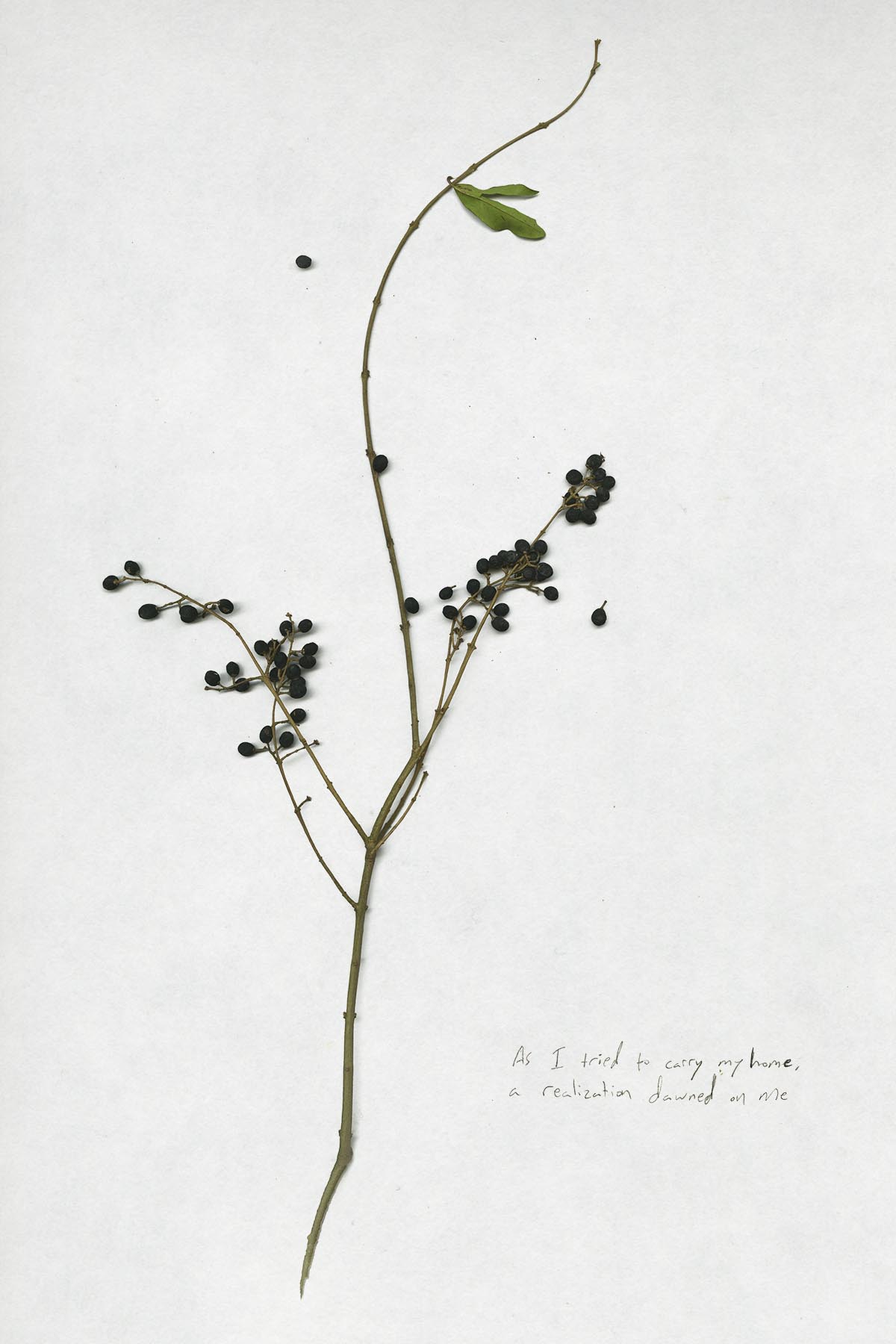 Chinese Privet. (As I tried to carry my home, a realization dawned on me.)
