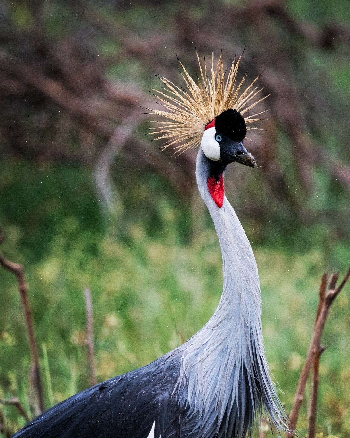 My favorite thing to photograph on safari! These cranes are so gorgeous. 
🗺 &ldquo;Once the travel bug bites there is no known antidote, and I know that I shall be happily infected until the end of my life.&rdquo; &ndash; Michael Palin ⛺🌉

We have 