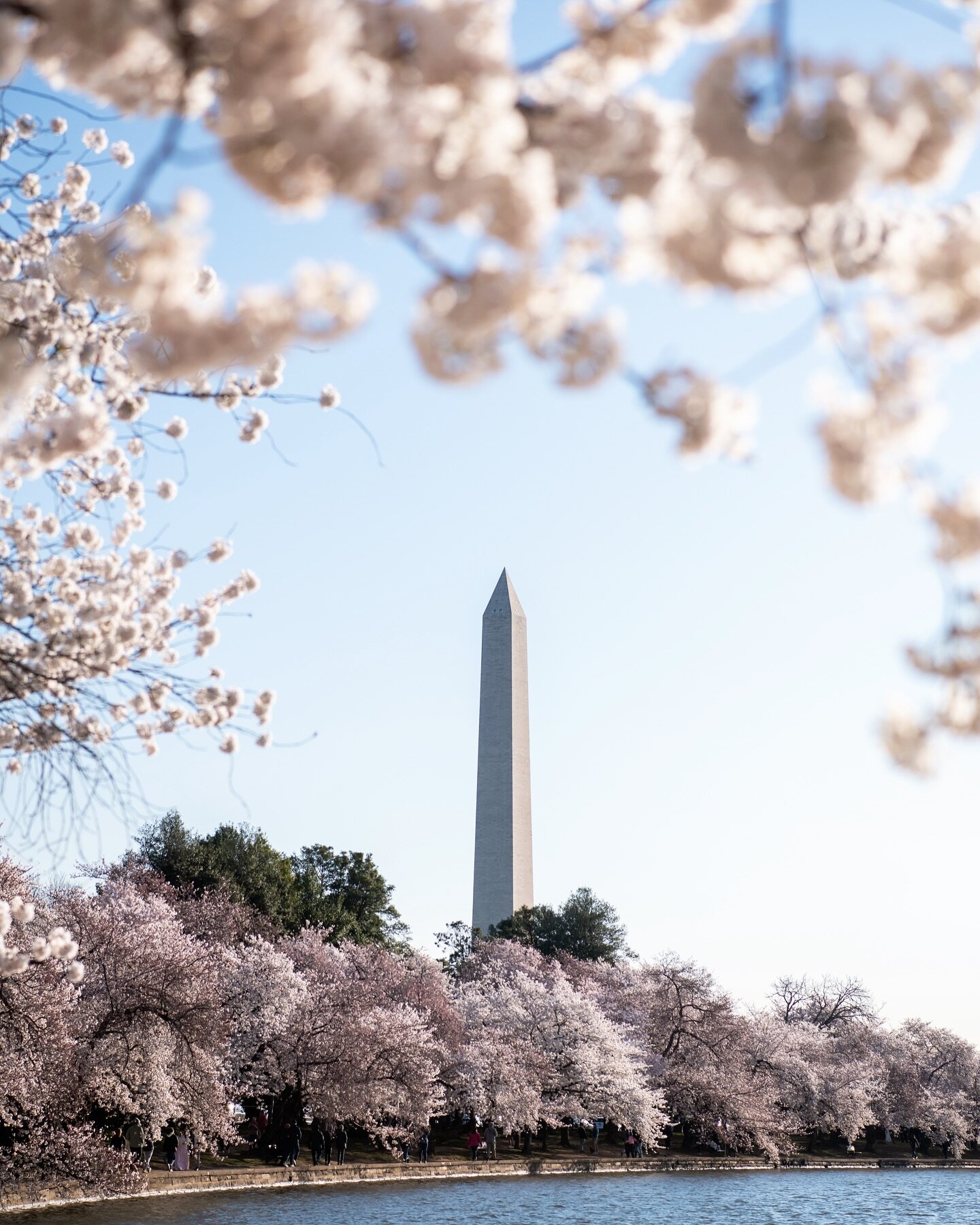It&rsquo;s that time of year again when I get really into flowers and trees! 🌸 this time, in DC. So happy to be back in this area after so many years away. The cherry blossoms are just as beautiful as I remember.