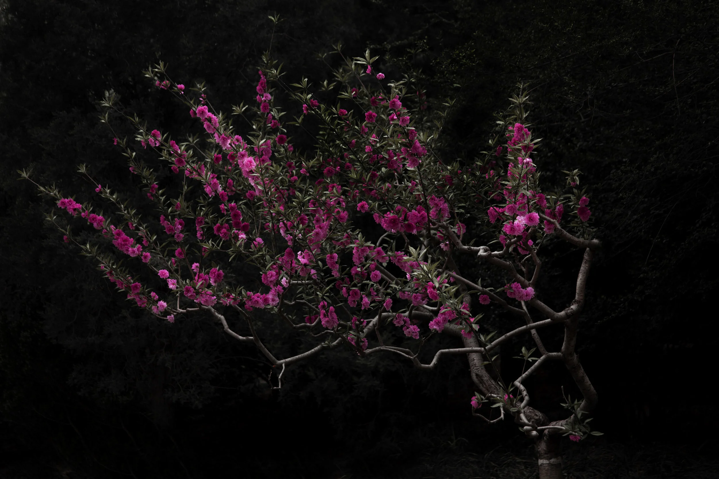 Shen Wei , Peach Tree, 2014, C-Print, 51 x 34 cm, 5 ed. +2AP