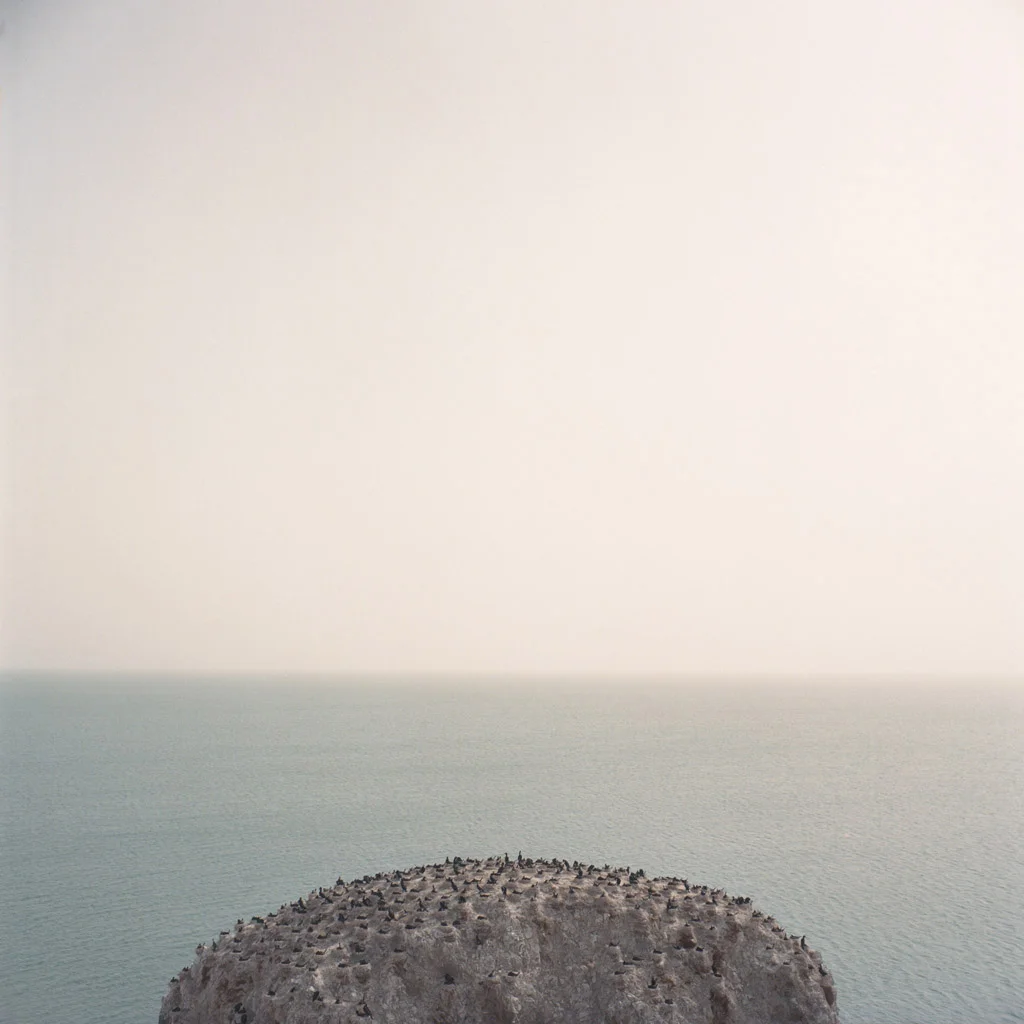 Kurt Tong, Niao Dao, 2014-16. Courtesy of UP Gallery (Hsinchu City)